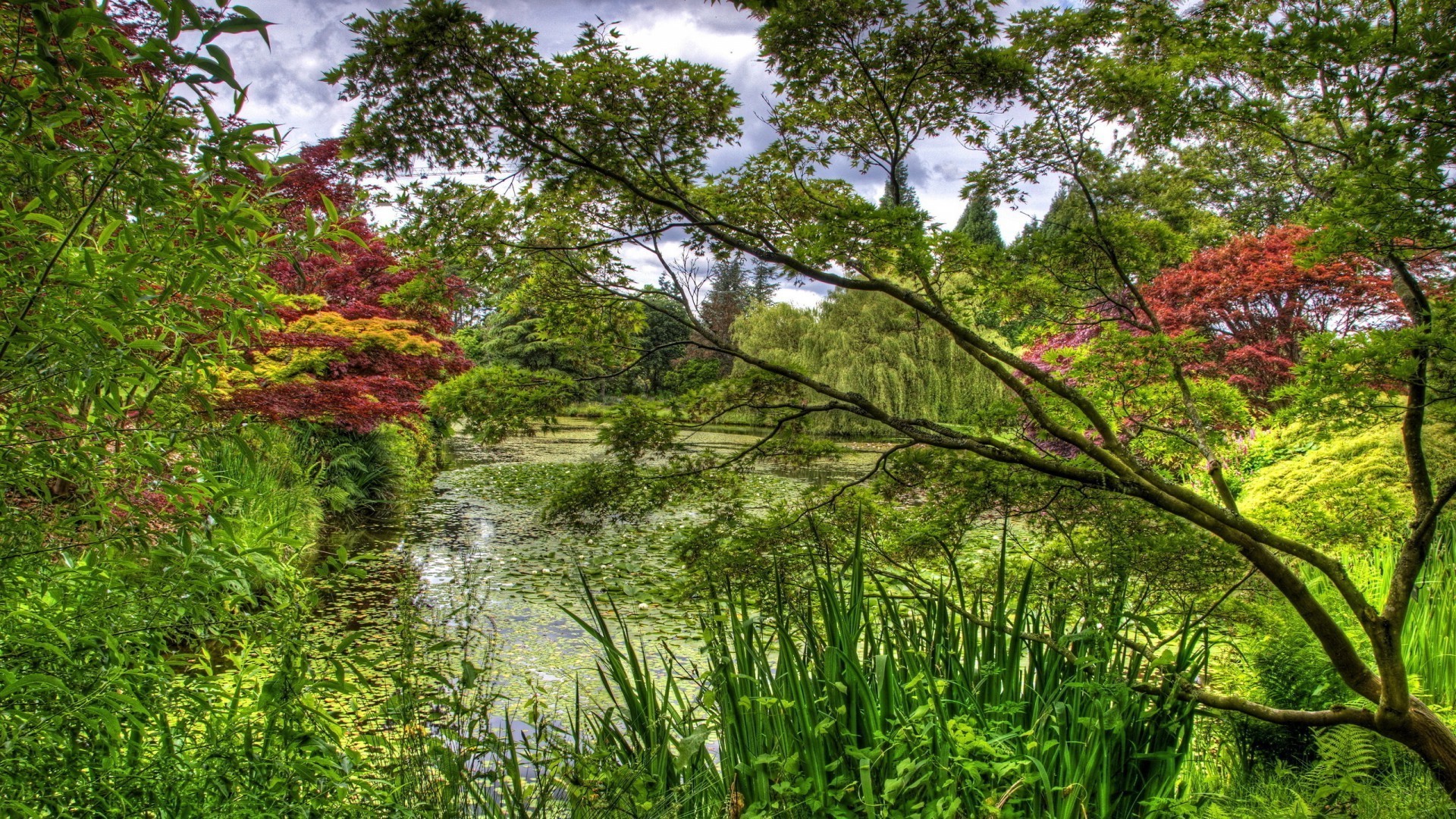 foresta natura legno paesaggio foglia albero parco flora acqua stagione ambiente paesaggio estate scenic scena autunno lussureggiante all aperto spettacolo erba