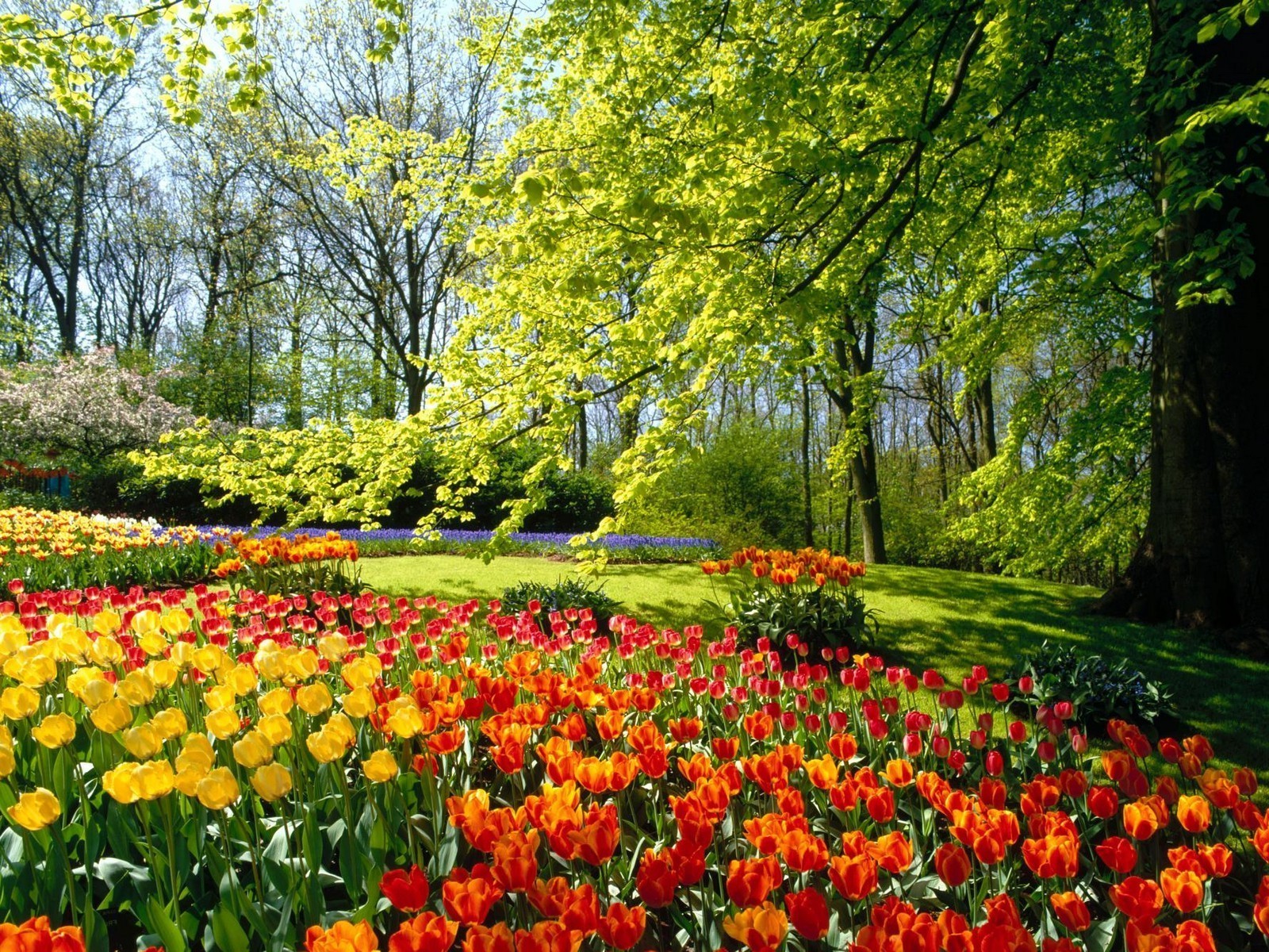 landschaft blume tulpe garten blatt natur park saison flora farbe blumen landschaft hell frühling hell sommer gras wachstum im freien blühen