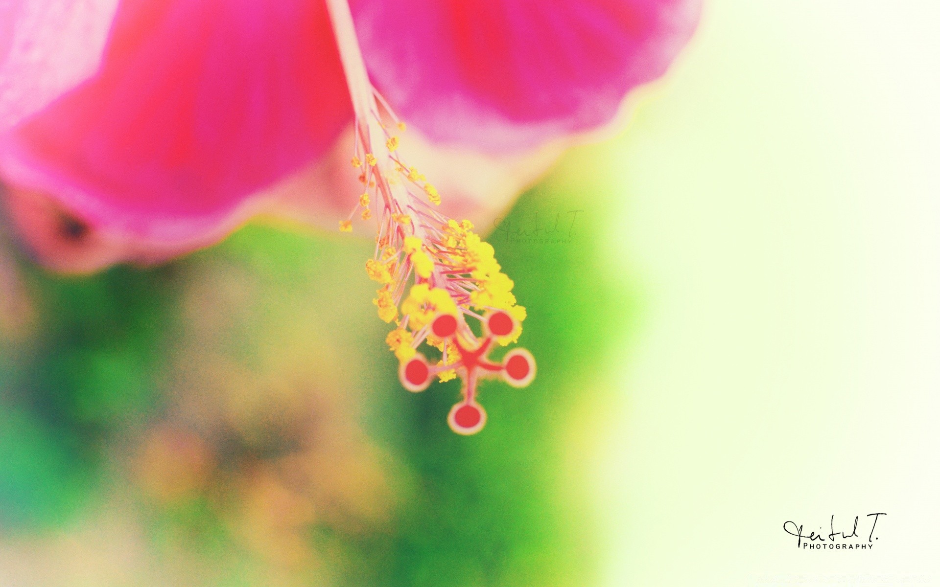 macro natureza verão folha flor brilhante flora crescimento jardim ao ar livre borrão delicado tropical bom tempo