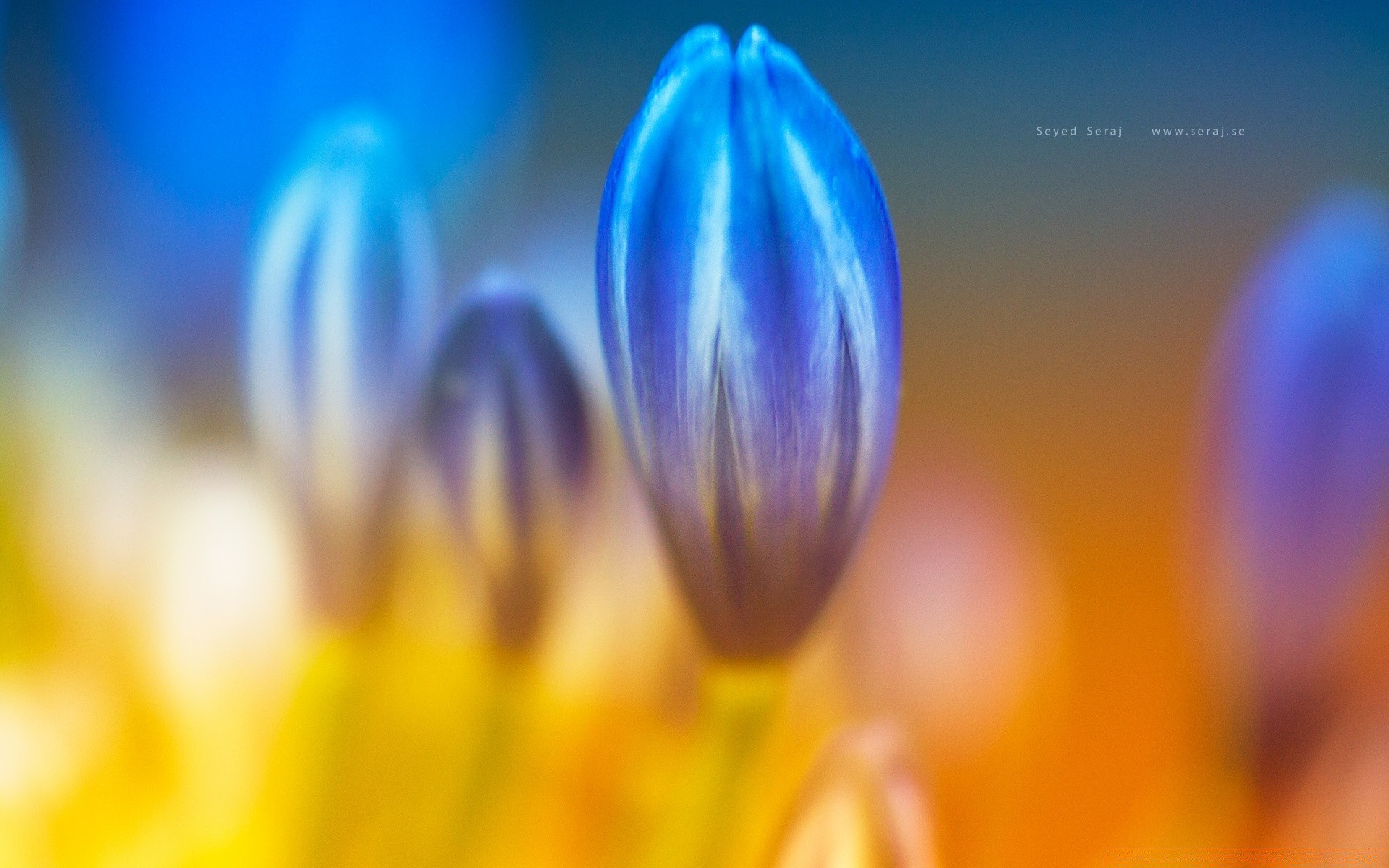 macro nature blur bright flower easter summer color outdoors grass tulip delicate growth flora leaf springtime fair weather