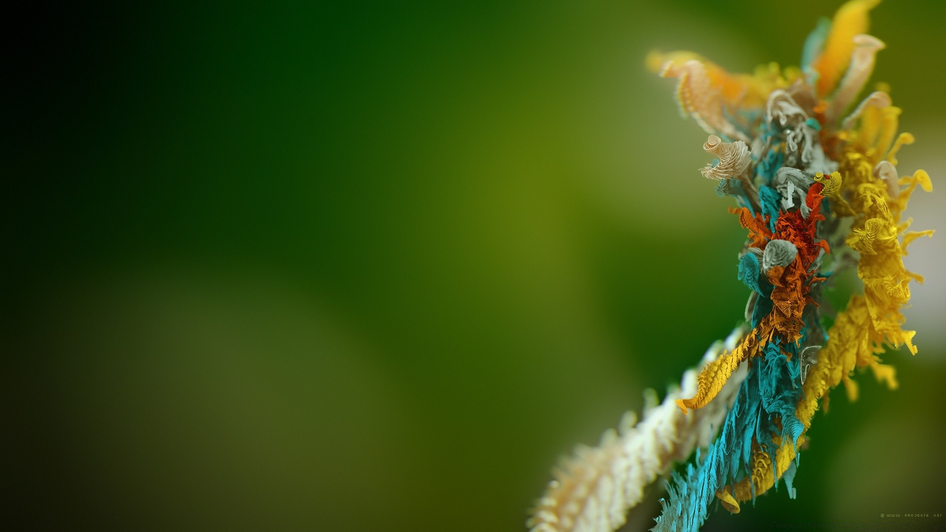 makro fotoğrafçılığı doğa yaprak bulanıklık çiçek yaz açık havada dof flora soyut böcek