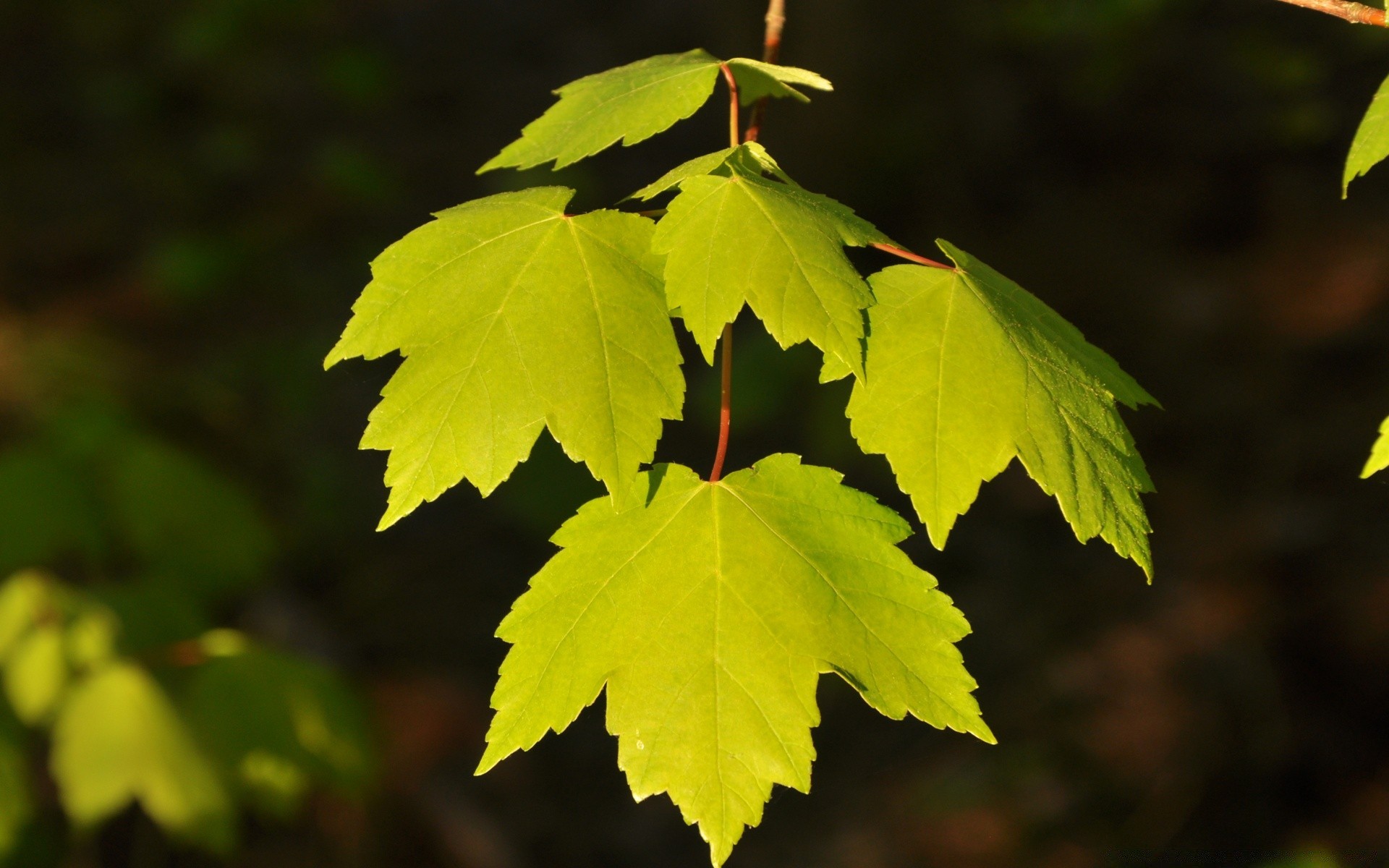 macro leaf nature fall outdoors bright wood flora growth maple tree