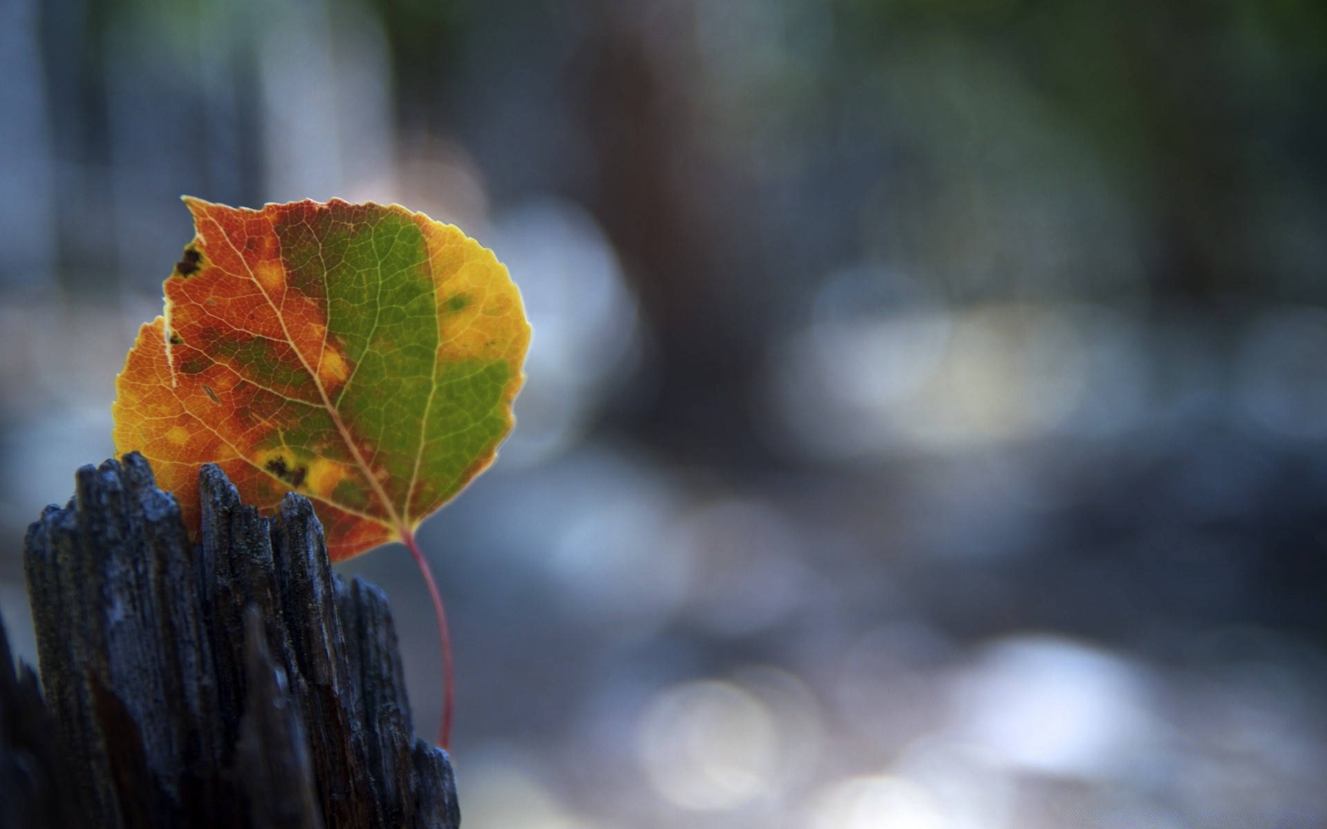 macro leaf fall nature tree blur flora outdoors color light close-up desktop wood abstract branch bright texture