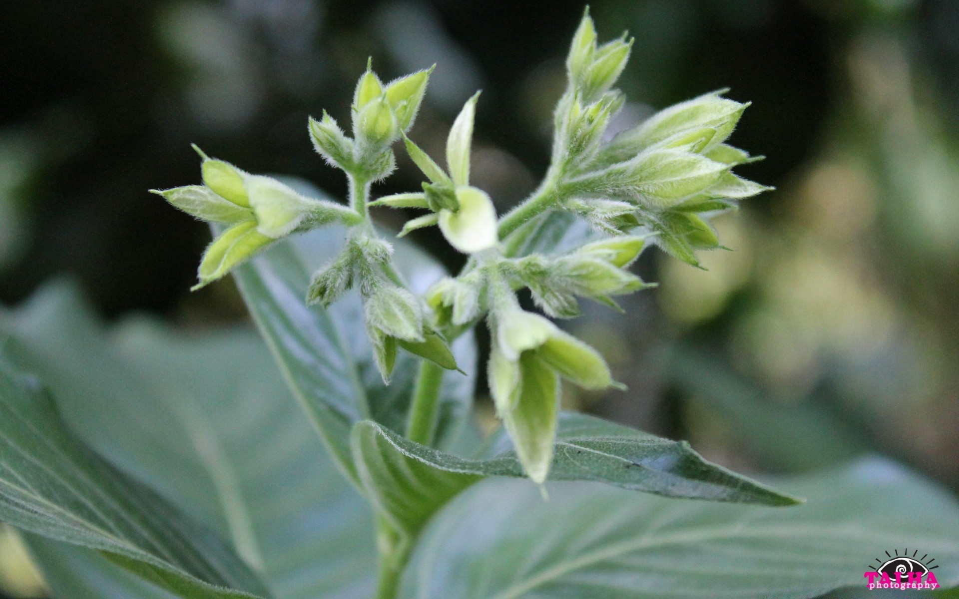 macro hoja naturaleza crecimiento al aire libre flora agricultura verano comida verdura jardín flor frescura