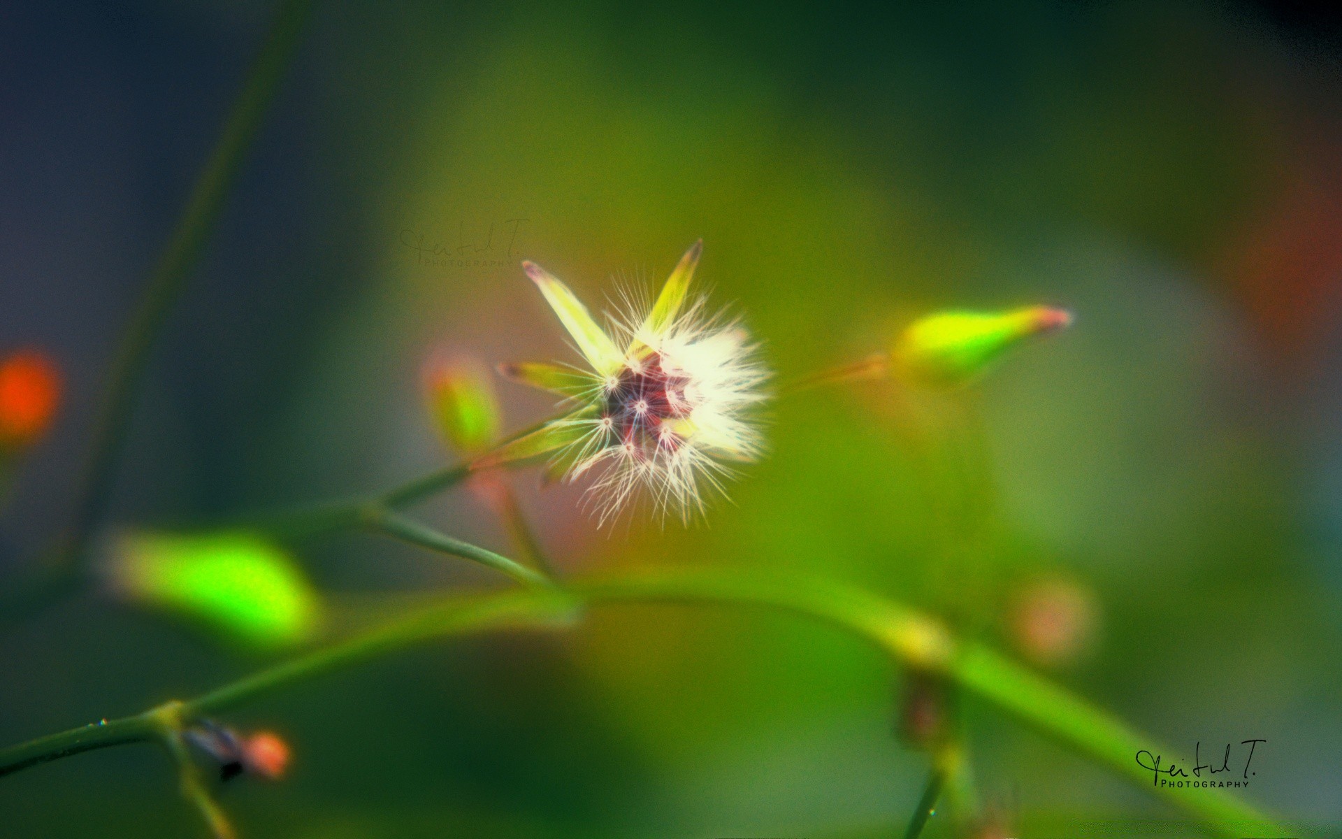 macro natura foglia estate sfocatura all aperto erba flora crescita insetto fiore luminoso