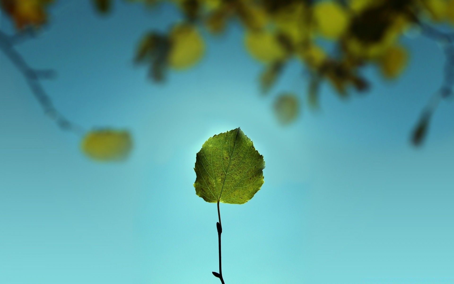 macro leaf nature flora tree flower growth blur outdoors desktop branch garden color fair weather light sun close-up summer