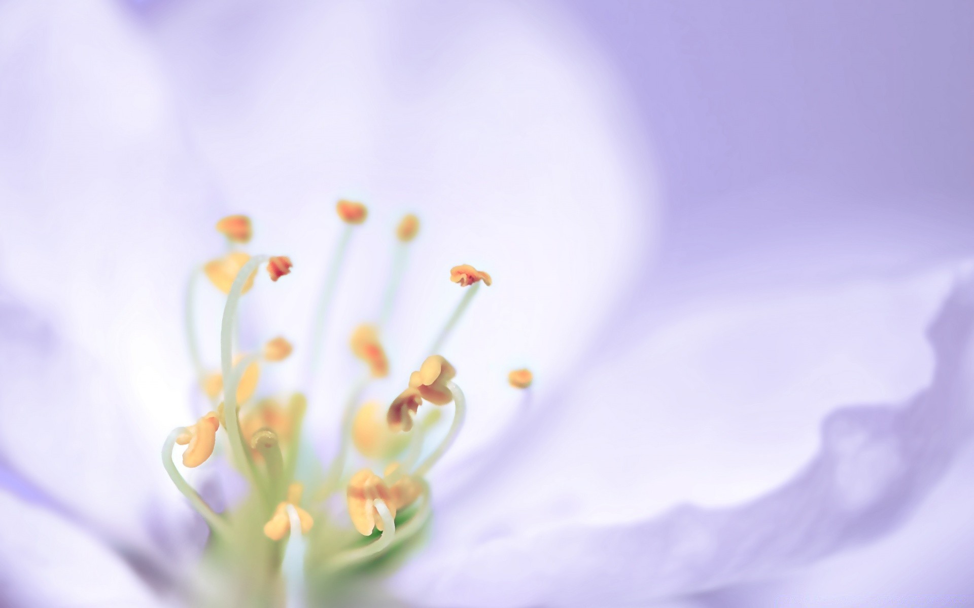 macro flower blur flora nature still life pastel garden delicate bud petal color abstract dof