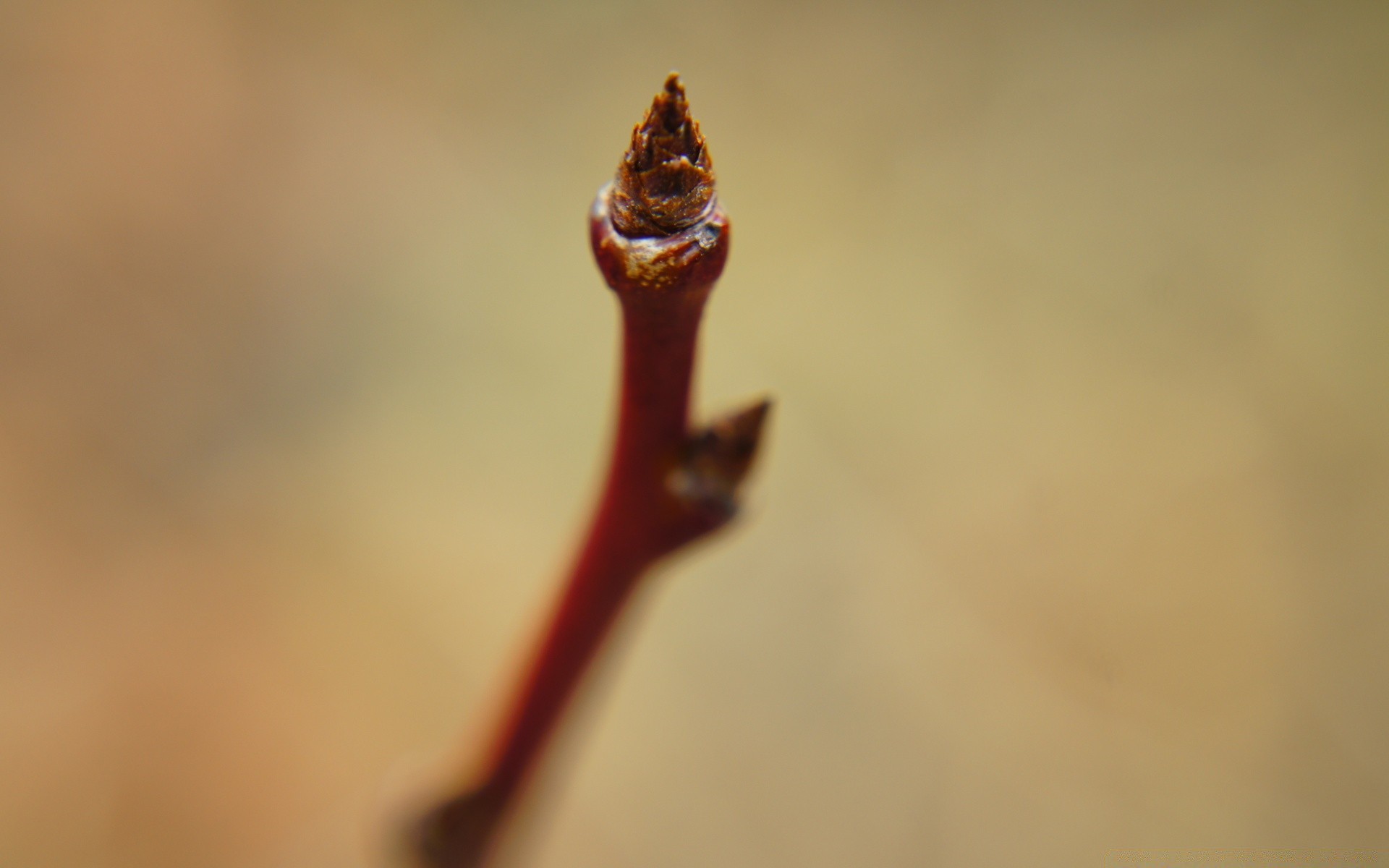 macro desenfoque naturaleza dof hoja flor otoño al aire libre