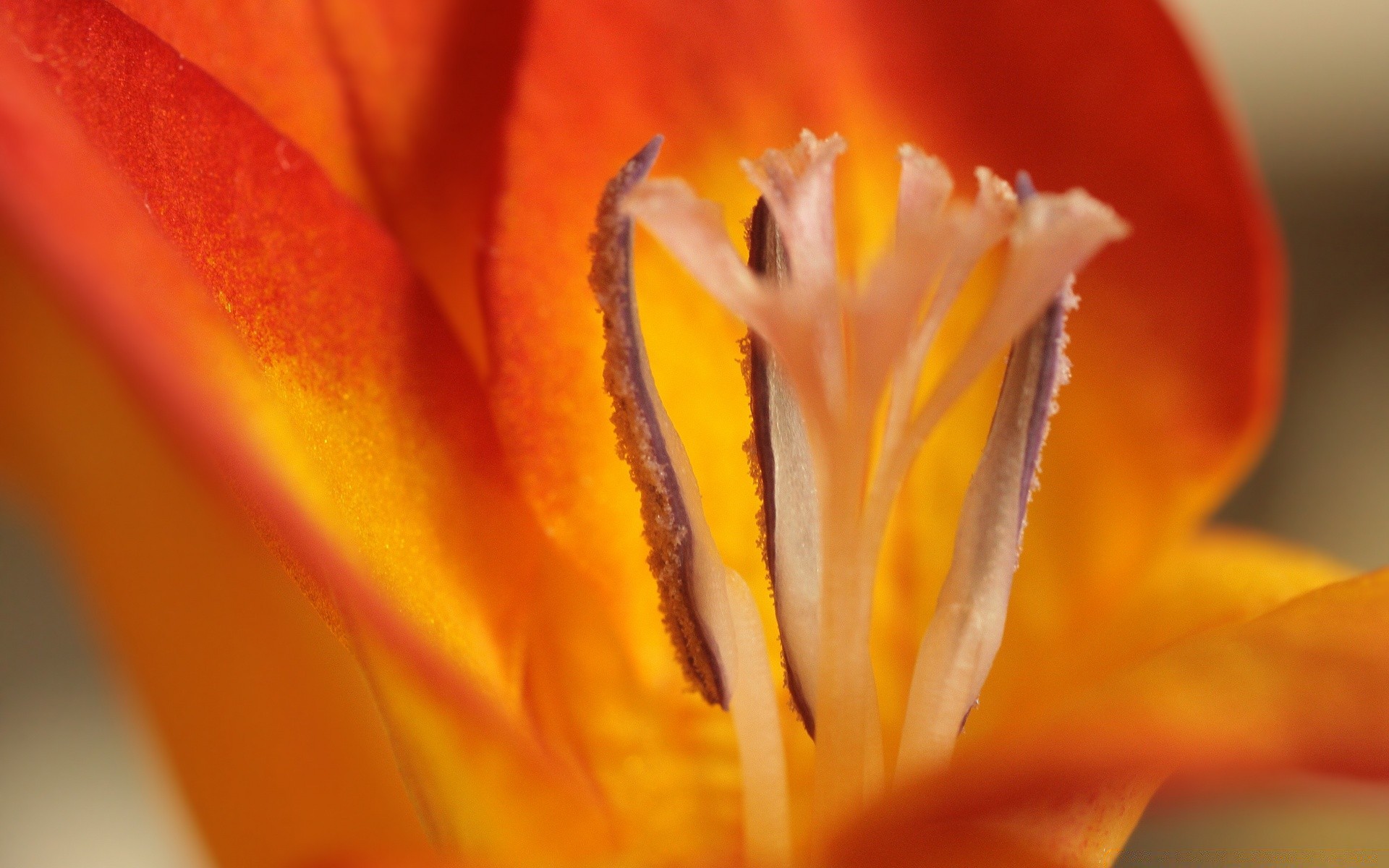 macro flor desenfoque naturaleza tulipán delicado verano solo naturaleza muerta flora brillante al aire libre hoja color