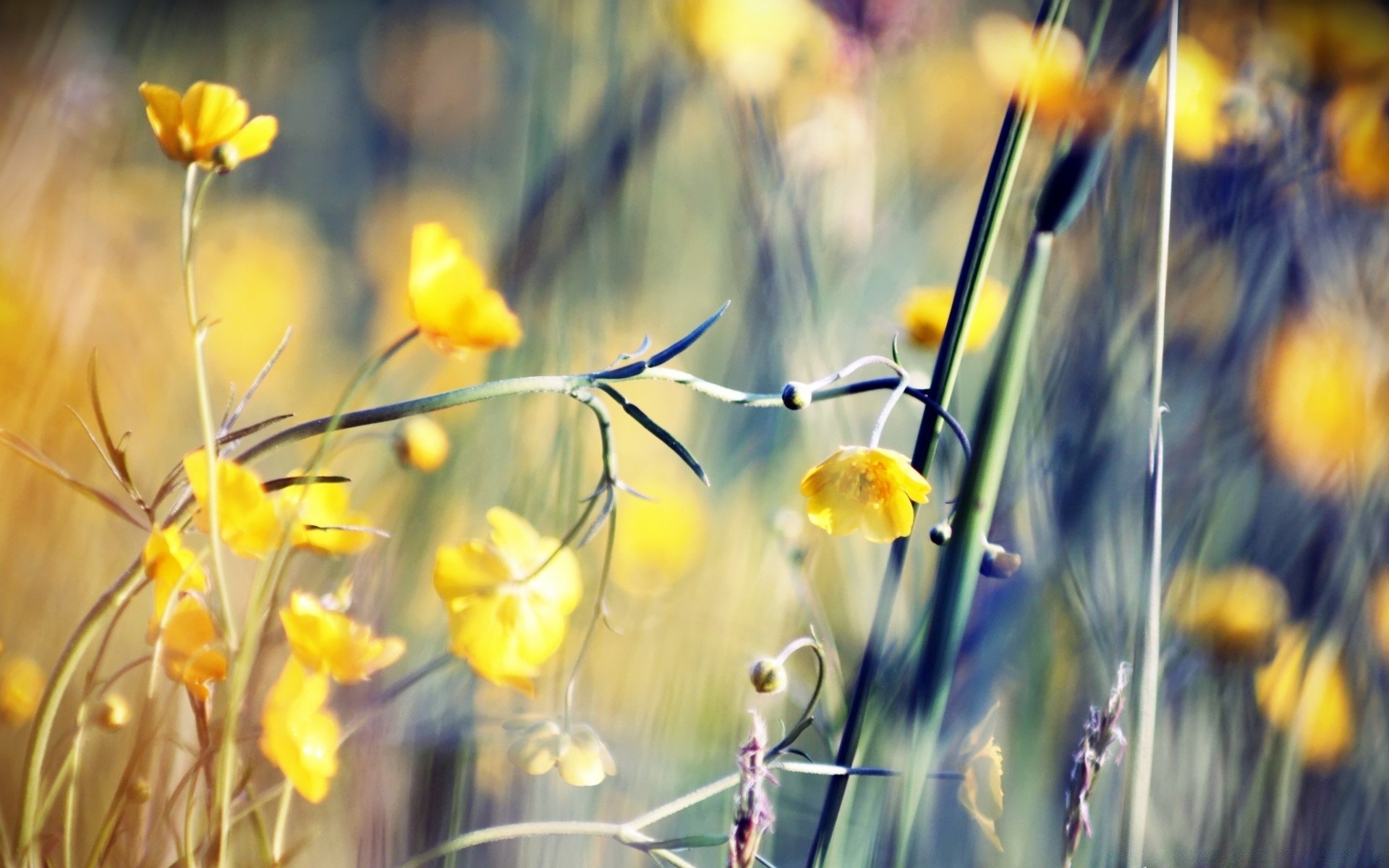 makroaufnahme natur blume hell gras flora sommer im freien feld saison garten gutes wetter farbe blatt sonne wachstum heuhaufen des ländlichen