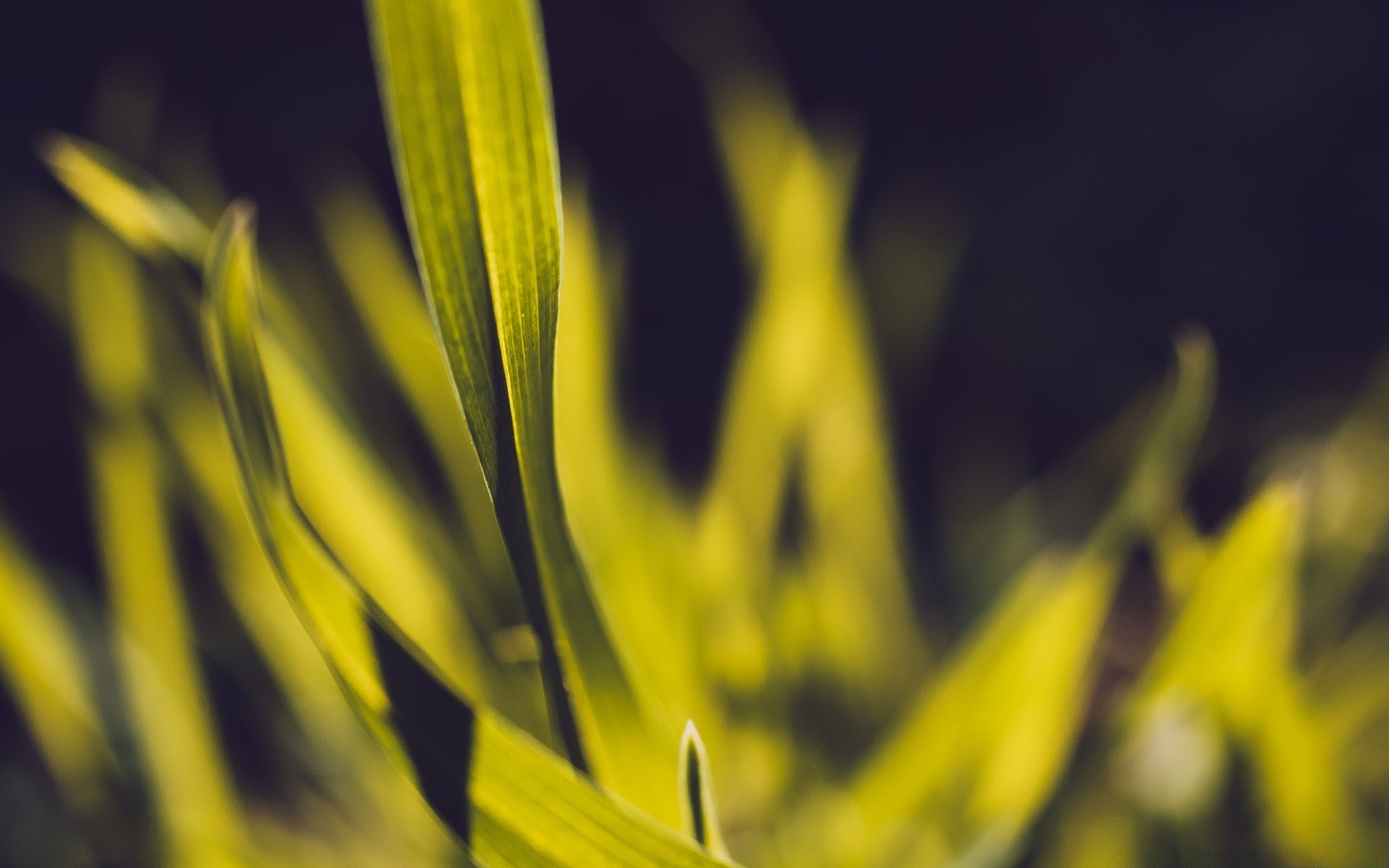 makro fotoğrafçılığı doğa flora yaprak büyüme yaz bahçe açık havada güneş çiçek güzel hava parlak çimen bulanıklık ışık şafak vakti kabuk yakın çekim renk