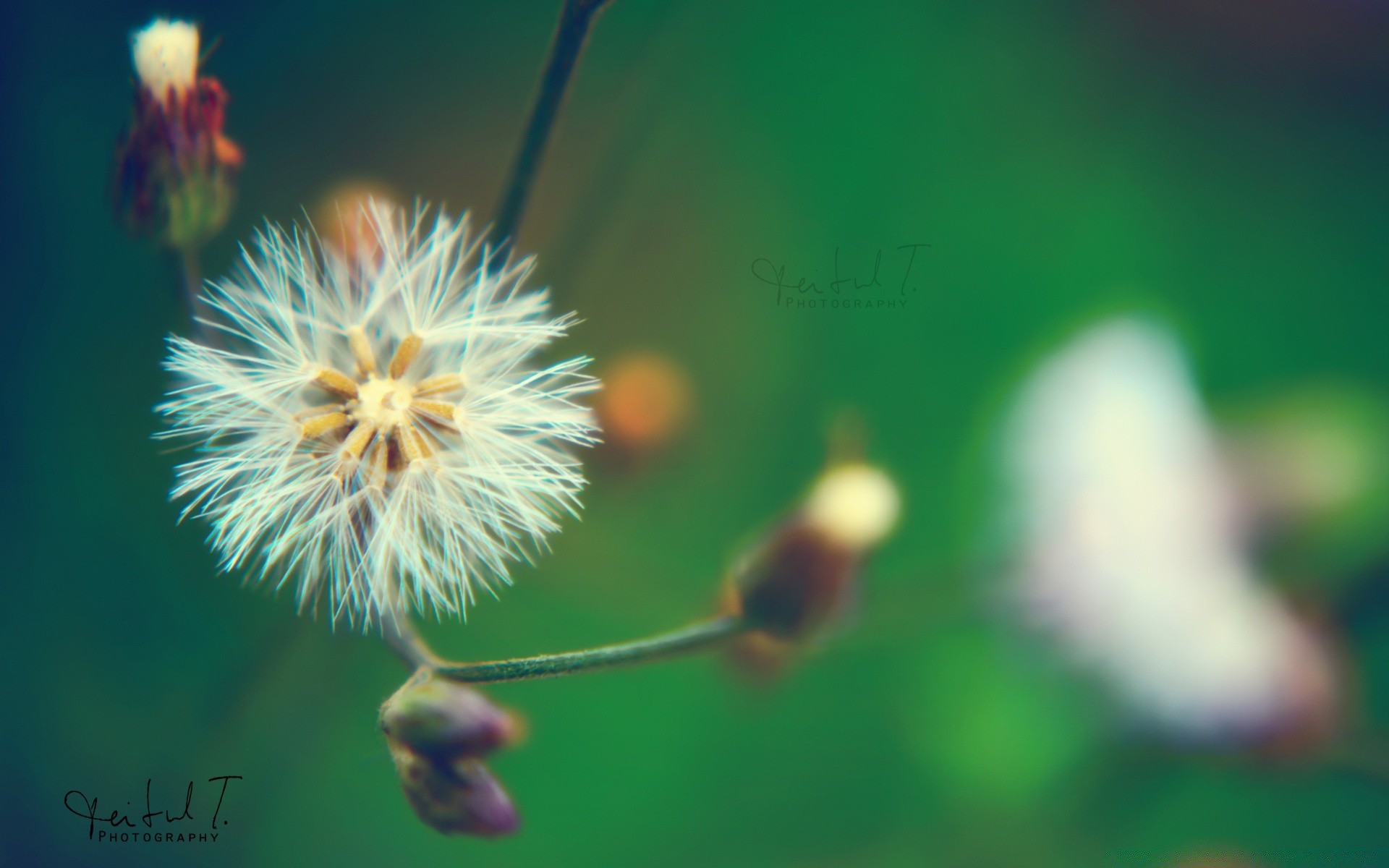 macro naturaleza verano flora crecimiento brillante hoja flor al aire libre delicado hierba