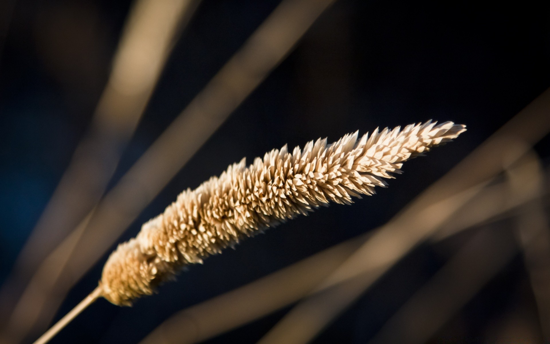 macro food flora nature outdoors light desktop close-up