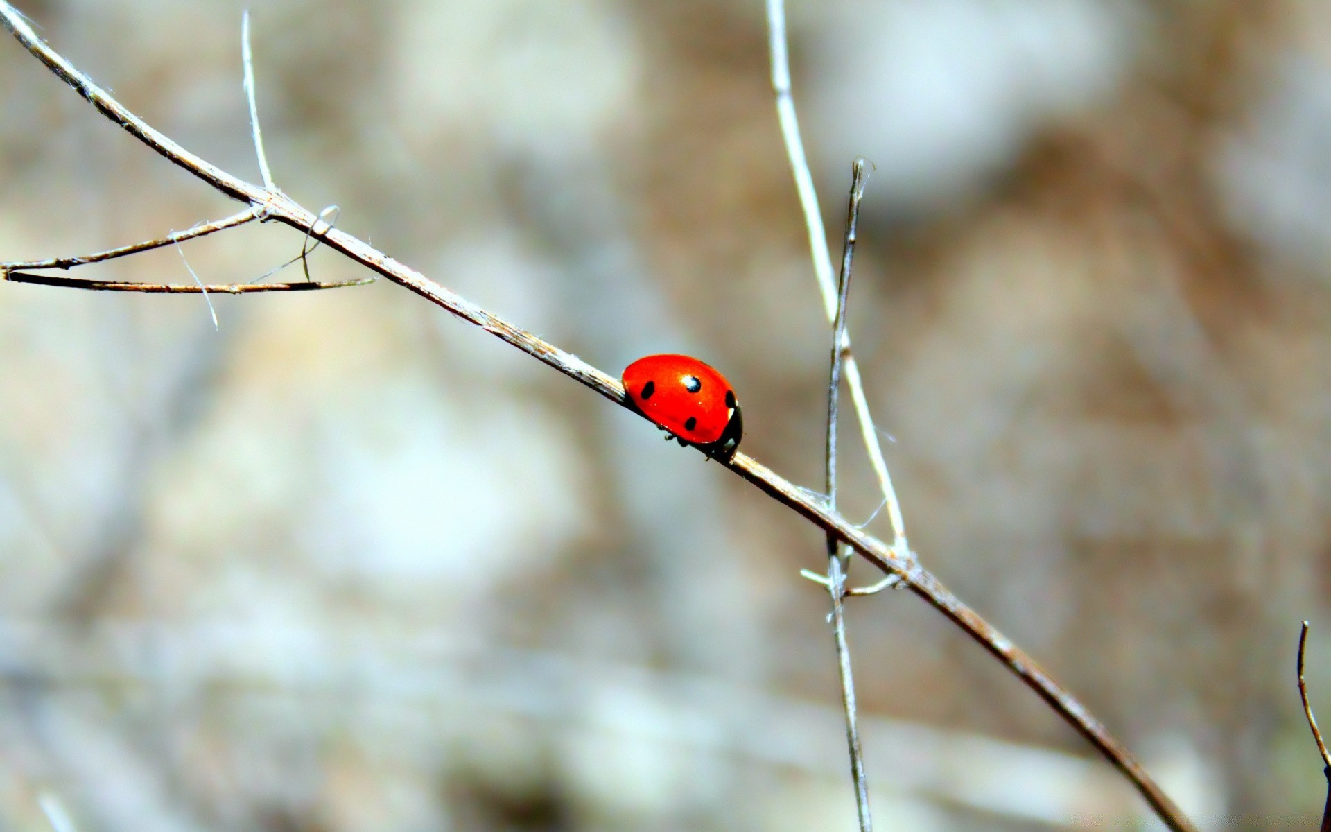 macro natura all aperto inverno albero autunno foglia stagione legno close-up flora