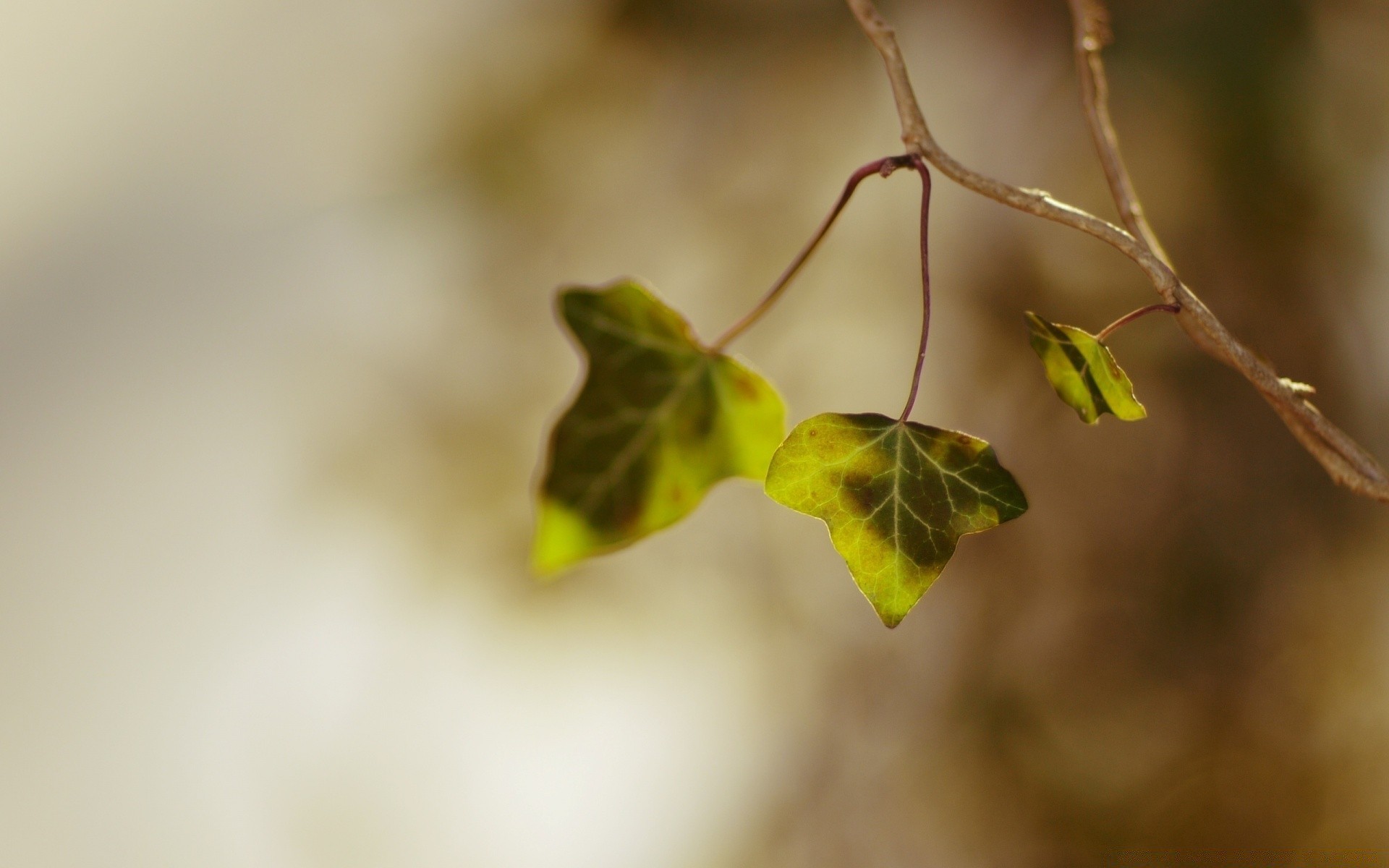 macro feuille nature flore flou fleur arbre automne branche jardin couleur croissance nature morte lumière dof