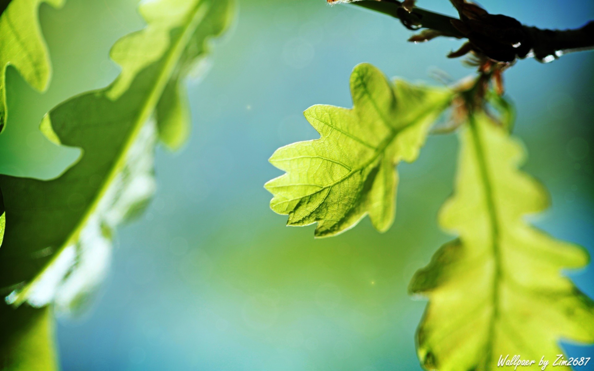 makro fotoğrafçılığı yaprak doğa flora büyüme yaz ortamlar bahçe yakın çekim tazelik yağmur açık havada yemyeşil sonbahar güneş güzel hava yanında şube ağaç çiy