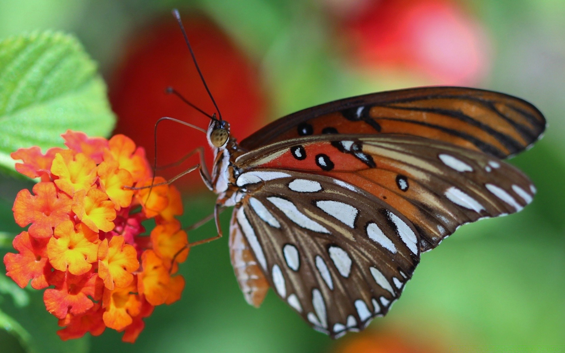 macro butterfly insect nature outdoors summer wildlife invertebrate delicate wing monarch biology animal flower lepidoptera moth leaf antenna metamorphosis fly