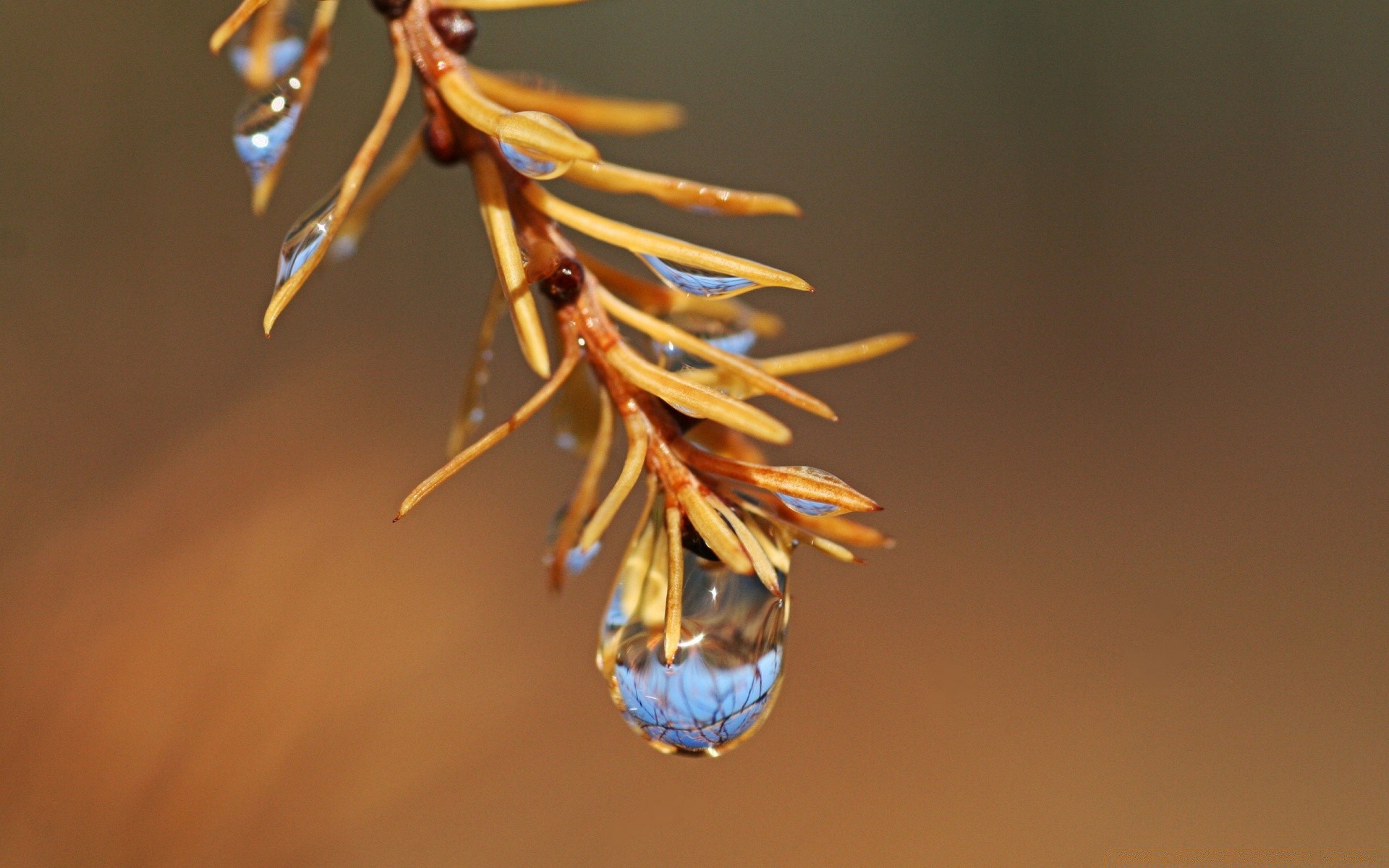 macro blur outdoors winter nature daylight tree invertebrate light insect