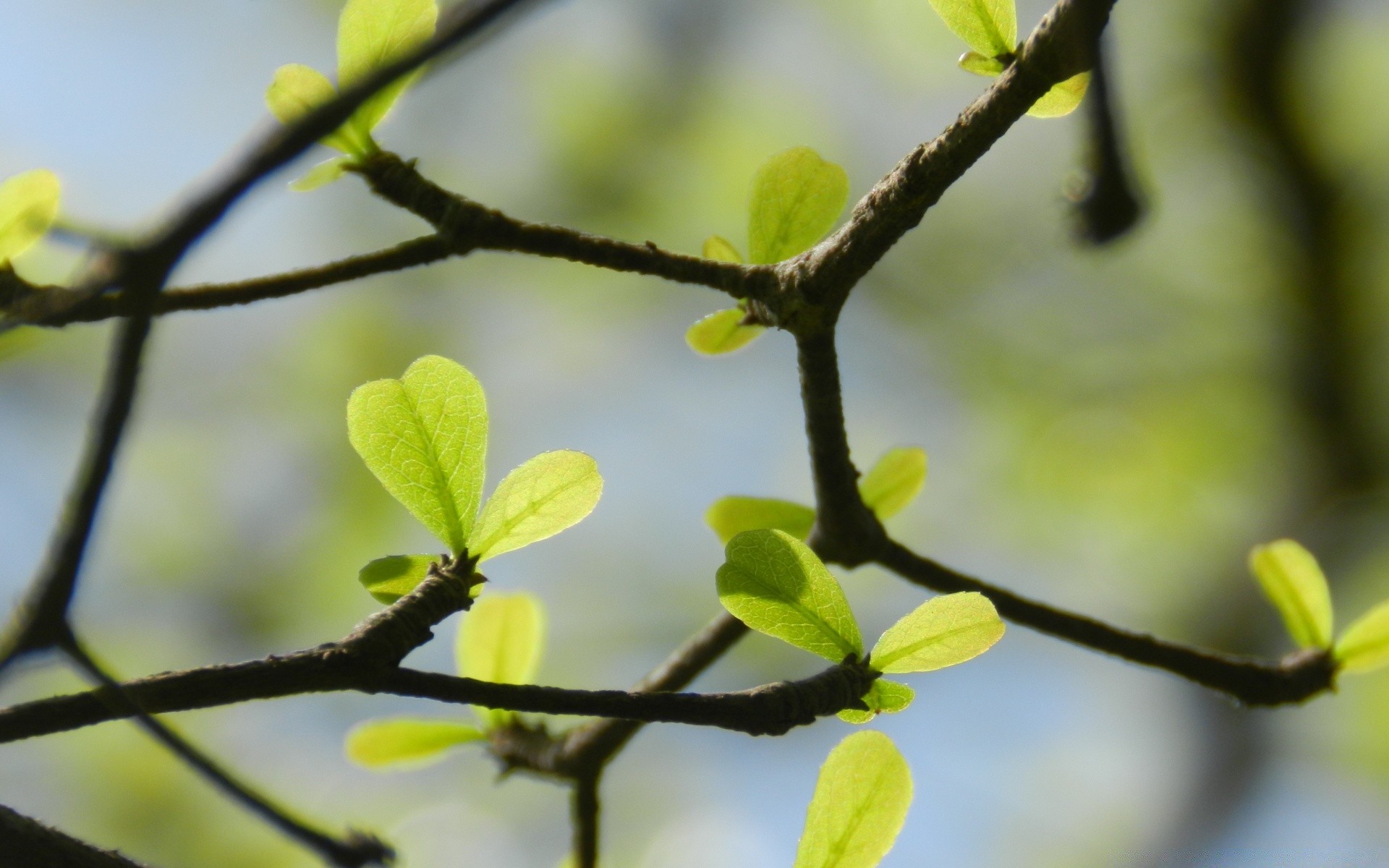 makro fotoğrafçılığı ağaç yaprak şube doğa bulanıklık flora büyüme bahçe renk odak yakın çekim ortamlar açık havada parlak dof park güzel hava