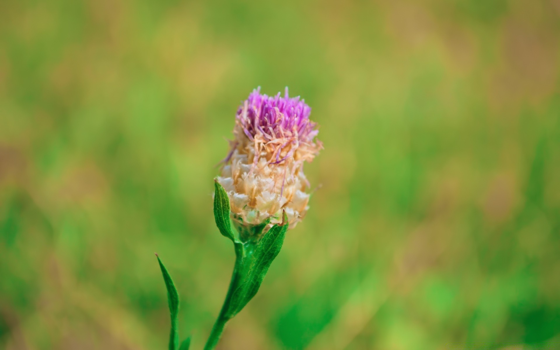 makro natura lato liść na zewnątrz kwiat flora trawa wzrost jasne pole ogród dobra pogoda sianokosy dziki