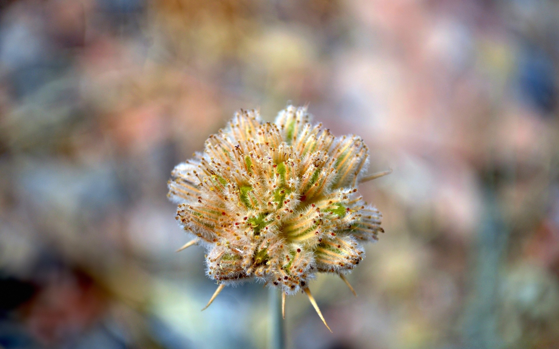 macro nature flora flower leaf outdoors garden close-up season blooming summer color tree