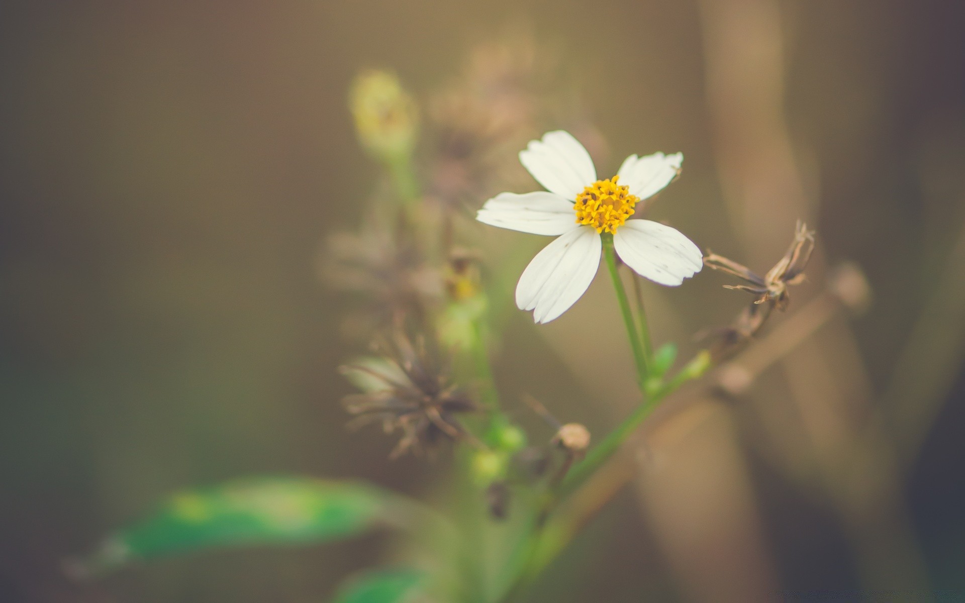 macro nature flower blur leaf summer growth flora outdoors fair weather bright