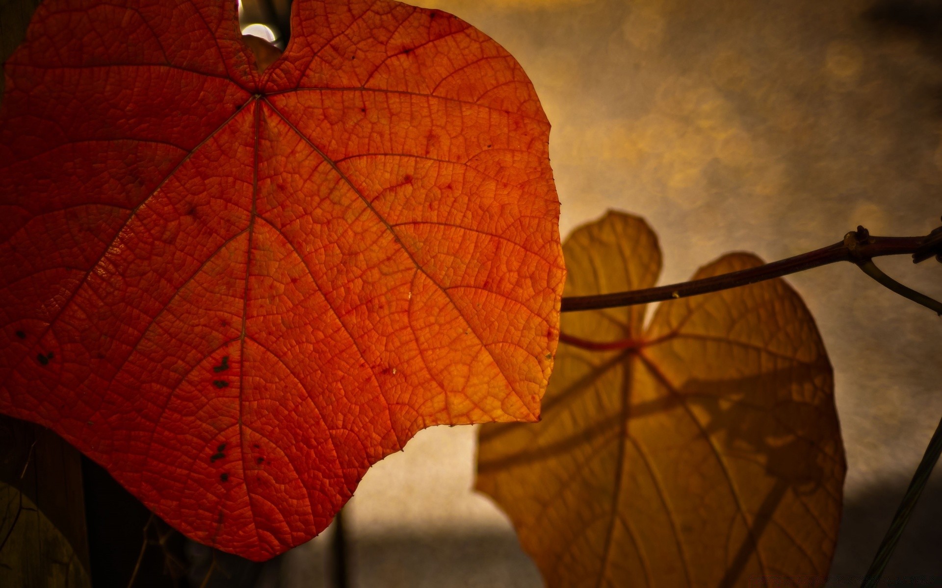 macro feuille automne érable bureau flore couleur nature lumière bois rétro-éclairé à l extérieur texture résumé