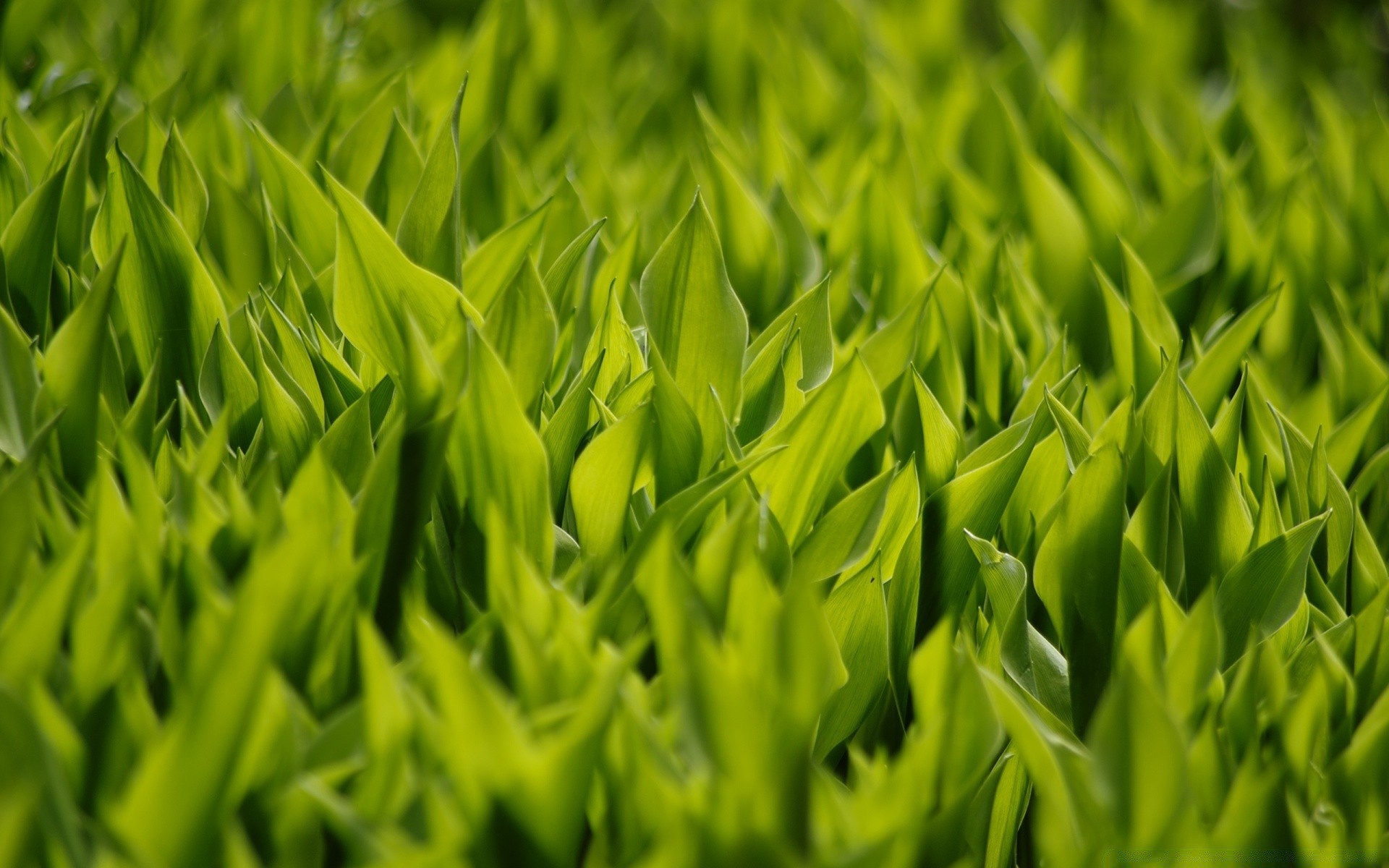 makro liść wzrost trawa flora bujny trawnik natura lato ekologia darń jasny