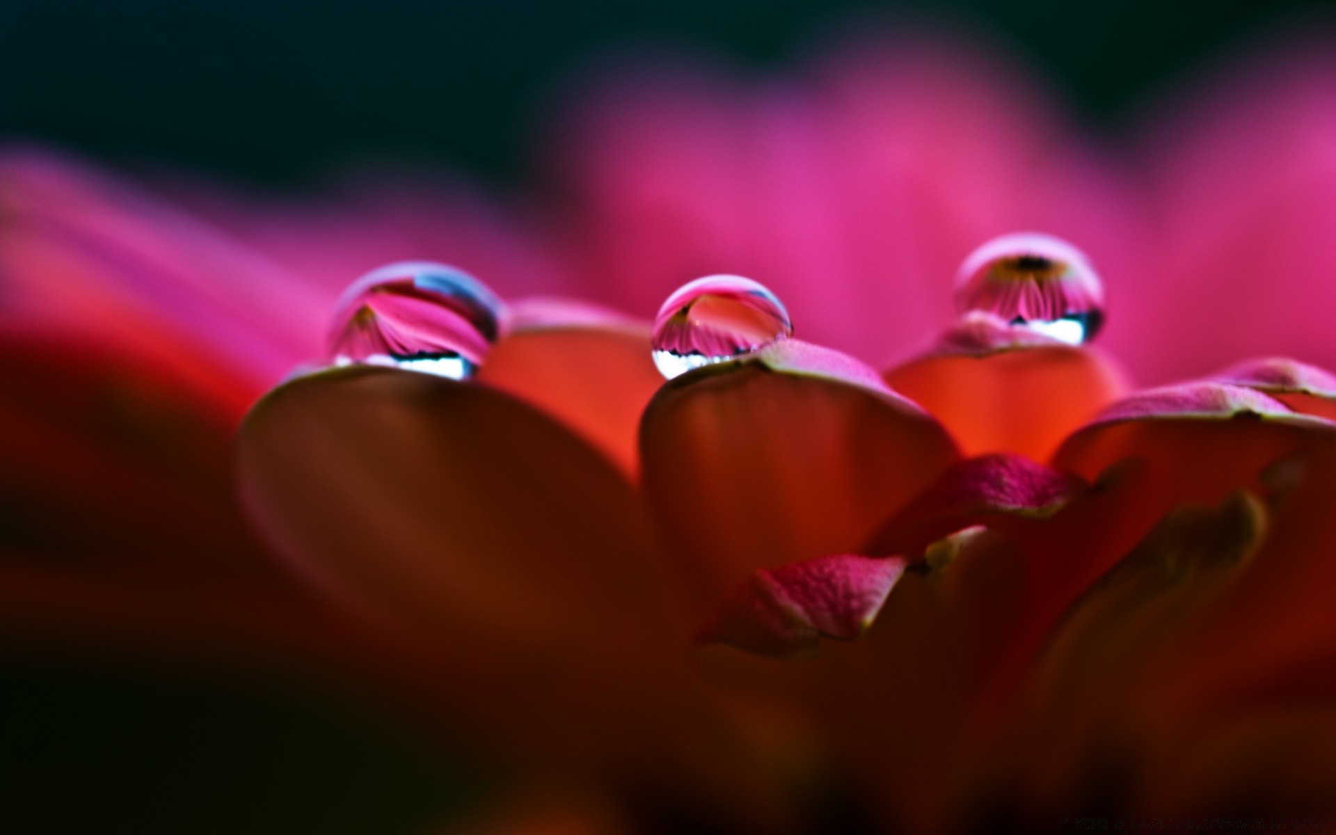 macro borrão resumo luz natureza cor brilhante arte amor casamento dof flor