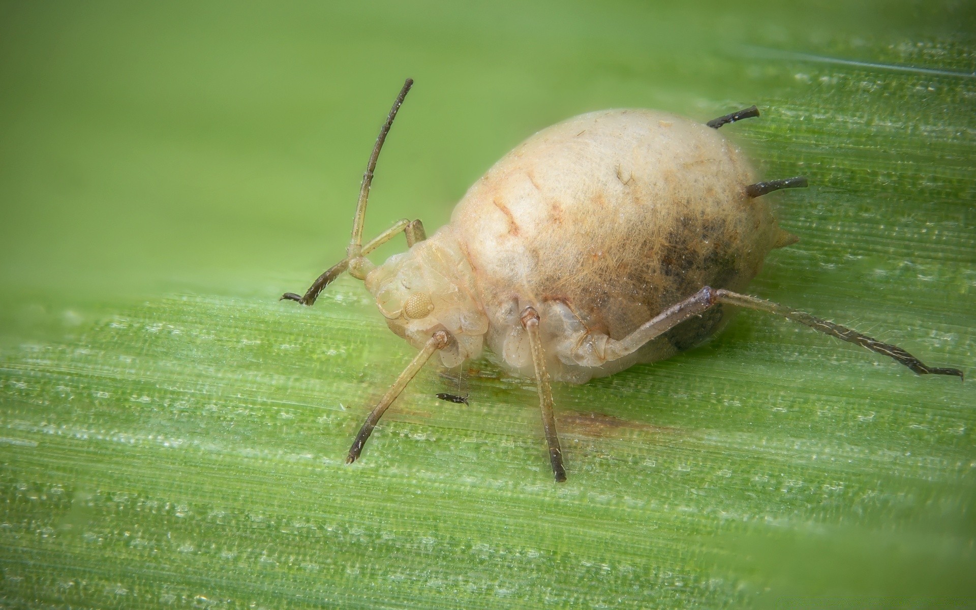 macro nature insect animal wildlife spider little close-up