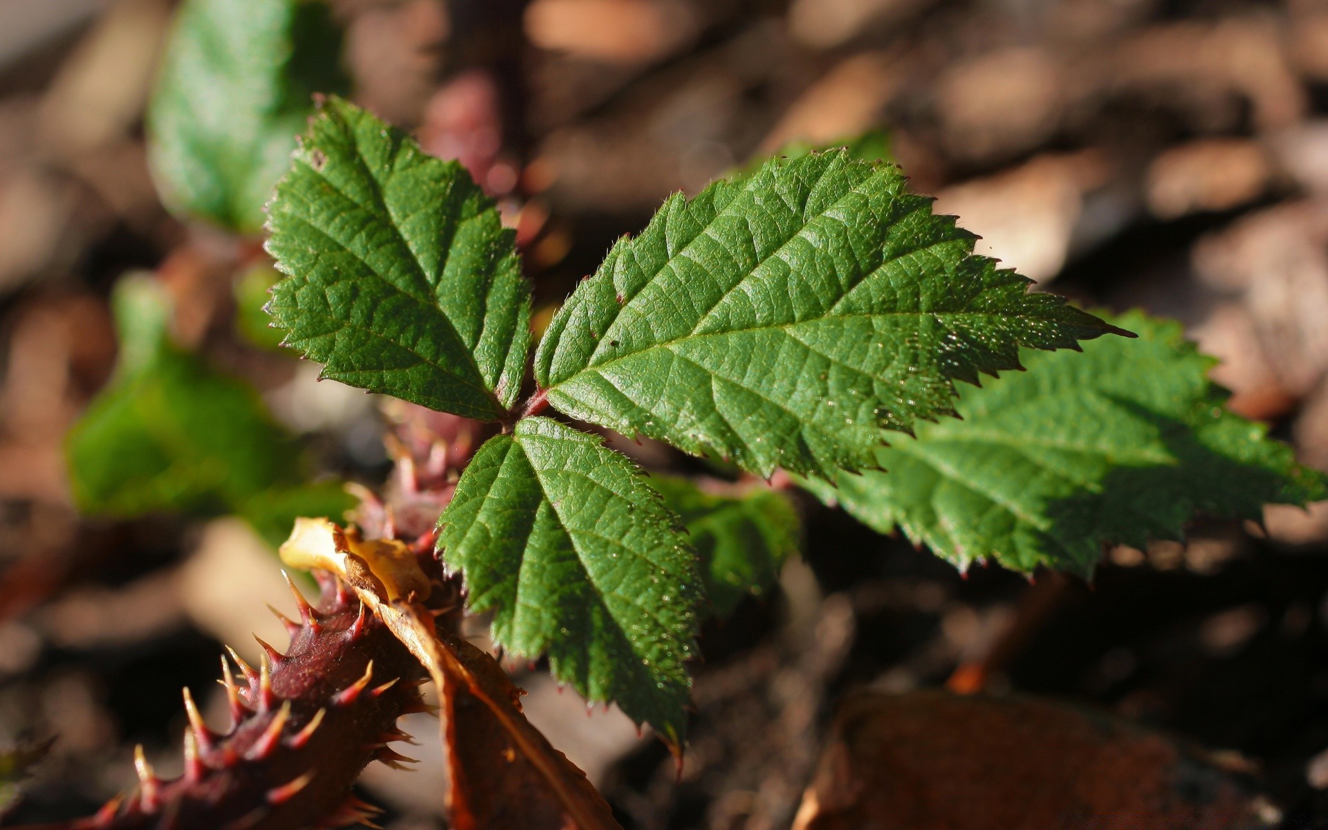 macro leaf nature flora outdoors environment growth fall tree season close-up color garden food wood