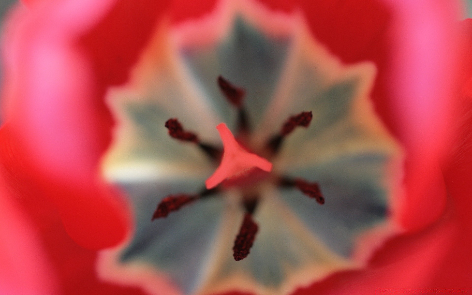 macro flor borrão flora cor natureza close-up jardim desktop ainda vida ao ar livre