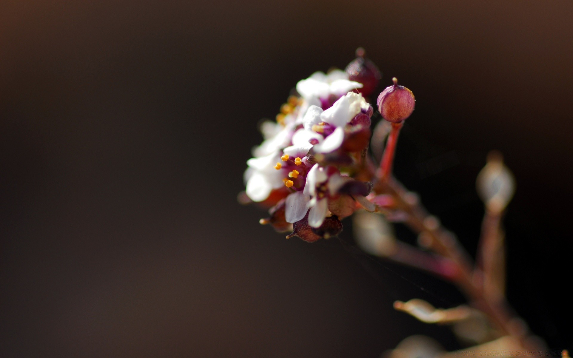 macro fiore sfocatura natura foglia mela flora natura morta albero compagno