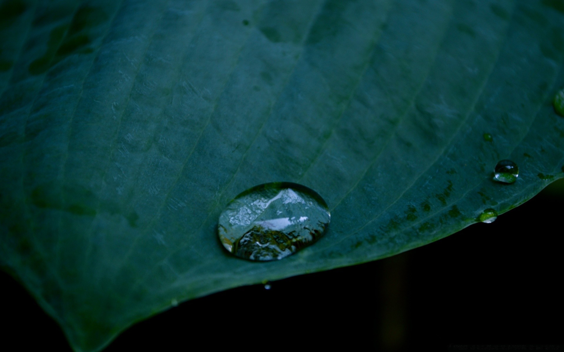 macro rain drop dew droplet leaf water wet nature raindrop flora reflection environment liquid purity growth garden light