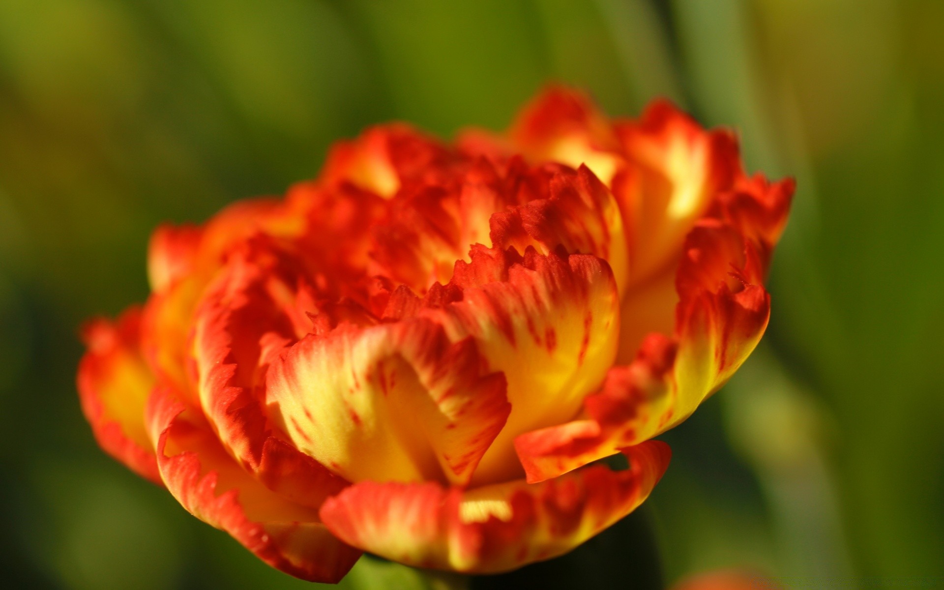 macro flor naturaleza flora hoja verano brillante jardín color floral tulipán pétalo romance hermoso al aire libre