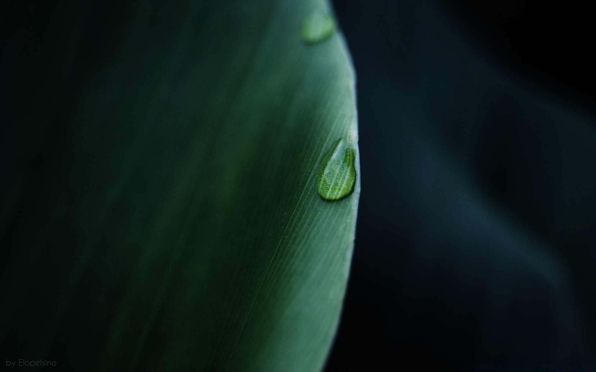 macro pioggia natura foglia sfocatura acqua goccia flora luce astratto insetto crescita gocce all aperto dop fiore colore rugiada biologia