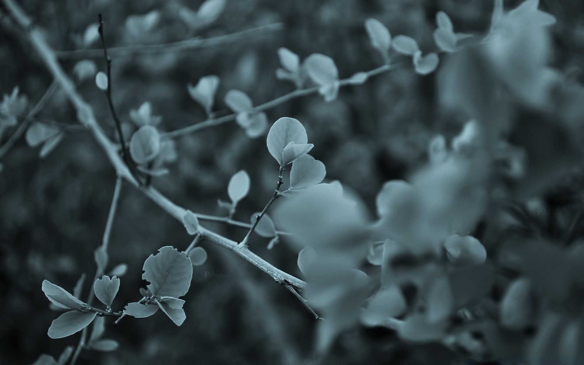 macro nature feuille flore arbre branche fleur hiver couleur gros plan jardin saison belle noël bureau été monochrome dof parc