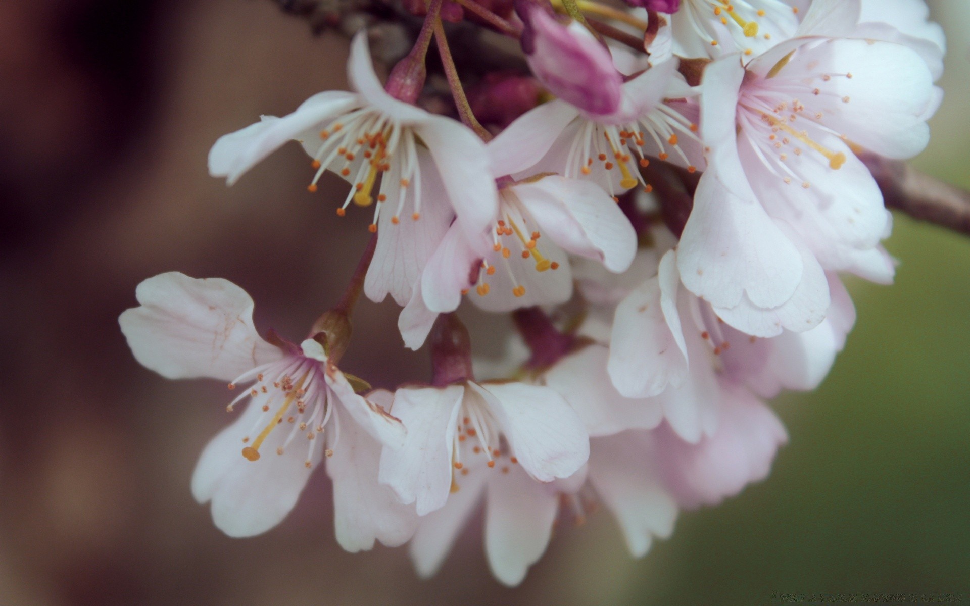 macro fleur cerise pomme nature flore feuille pétale jardin branche copain bluming arbre floral tendre prune