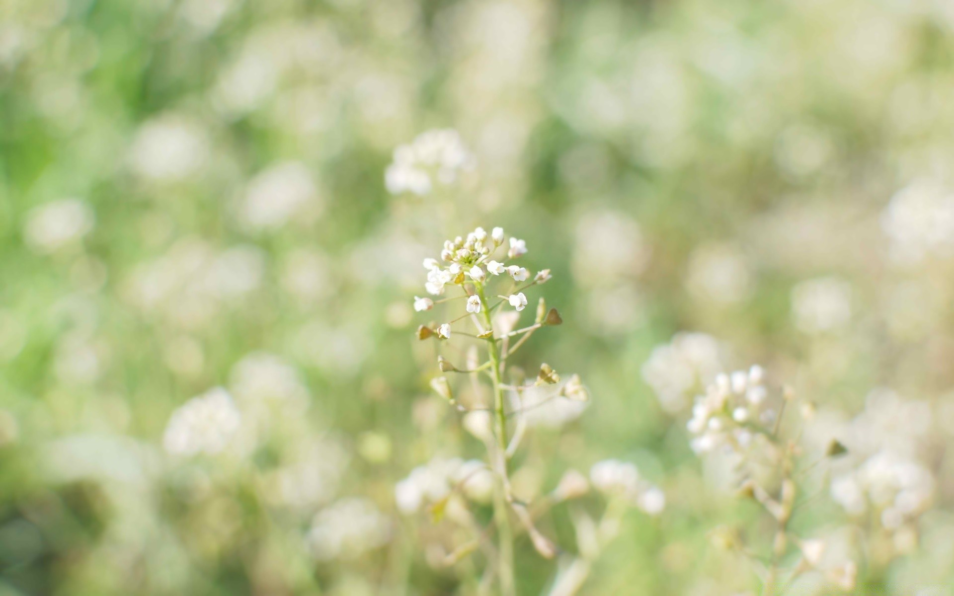 macro nature summer flower leaf grass flora rural growth sun fair weather outdoors field bright season