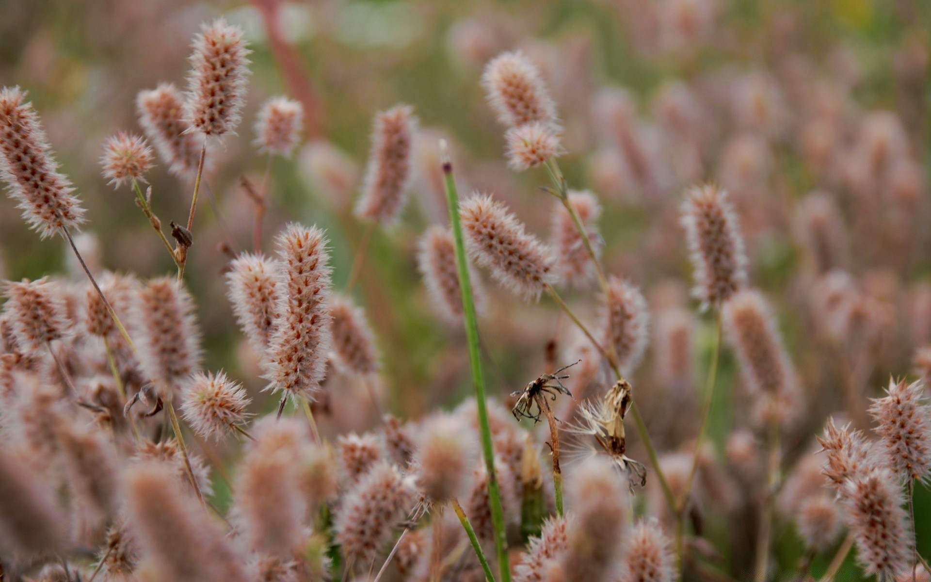 makro natura flora kwiat lato zbliżenie pole trawa sezon na zewnątrz bluming łuska liść ogród jasny sianokosy nasiona kolor kwiatowy dziki