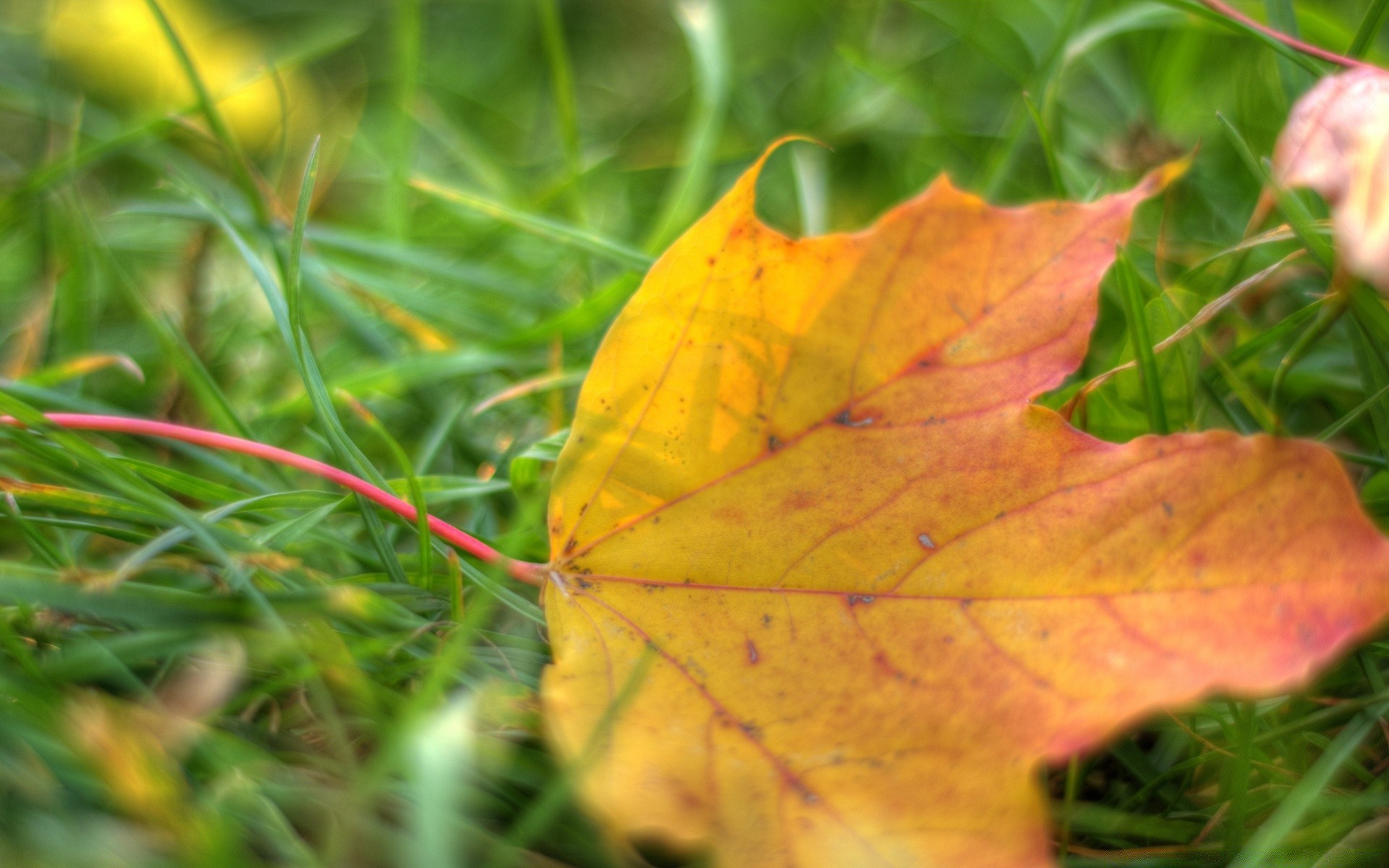 makro blatt herbst natur flora hell saison farbe im freien baum hell wachstum medium gras schließen ahorn park gold garten gutes wetter