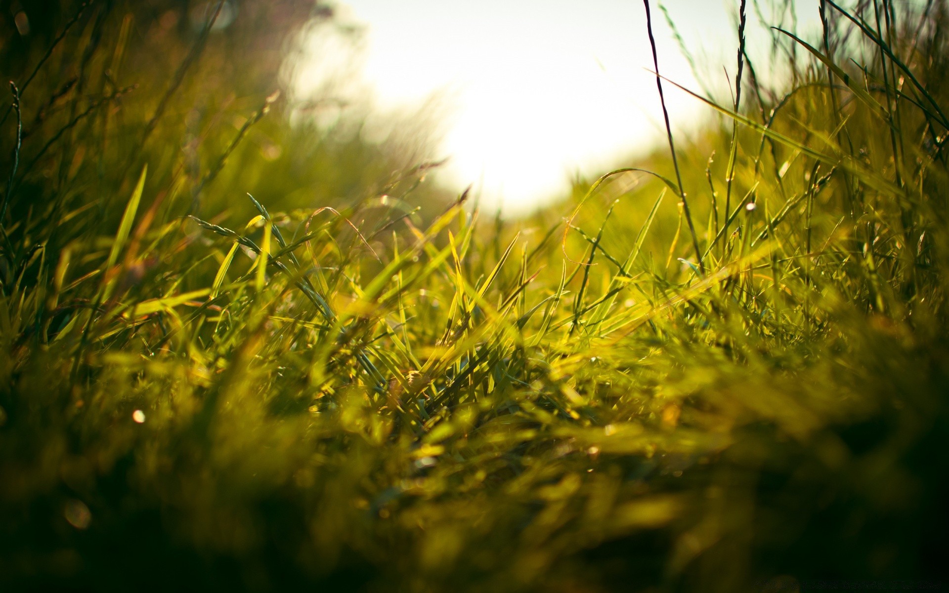 makro fotoğrafçılığı çimen güneş alan doğa şafak manzara saman ağacı büyüme güzel hava flora yaz bahçe ışık yaprak çim çevre renk açık havada park çiçek