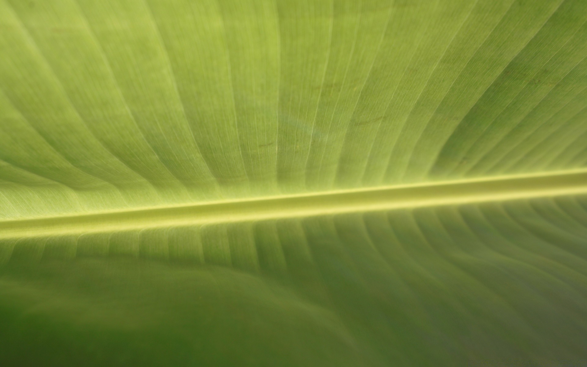 macro folha flora abstrato crescimento desktop fotossíntese textura cor jardim veia linear