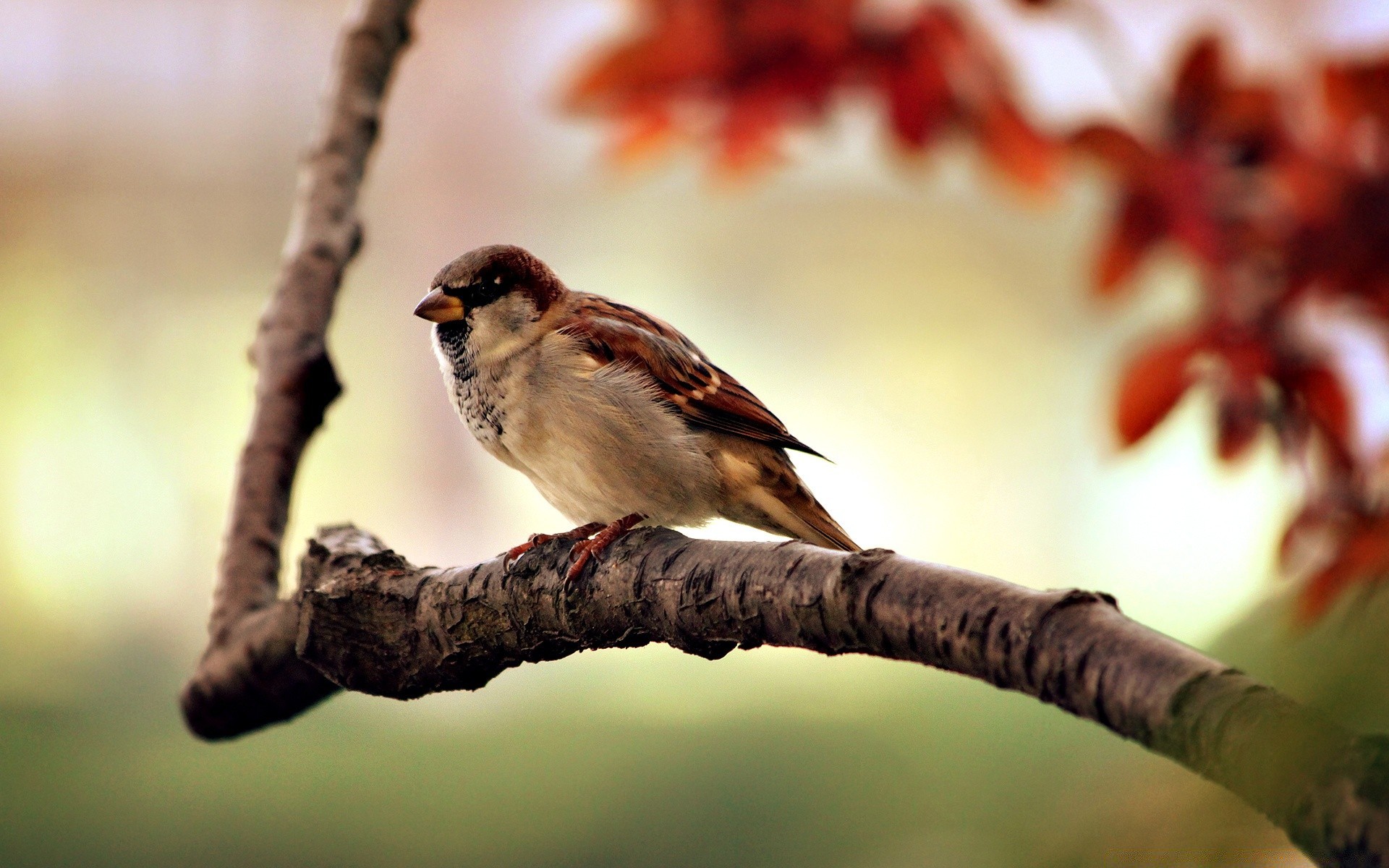 makroaufnahme vogel tierwelt im freien natur ein essen tier