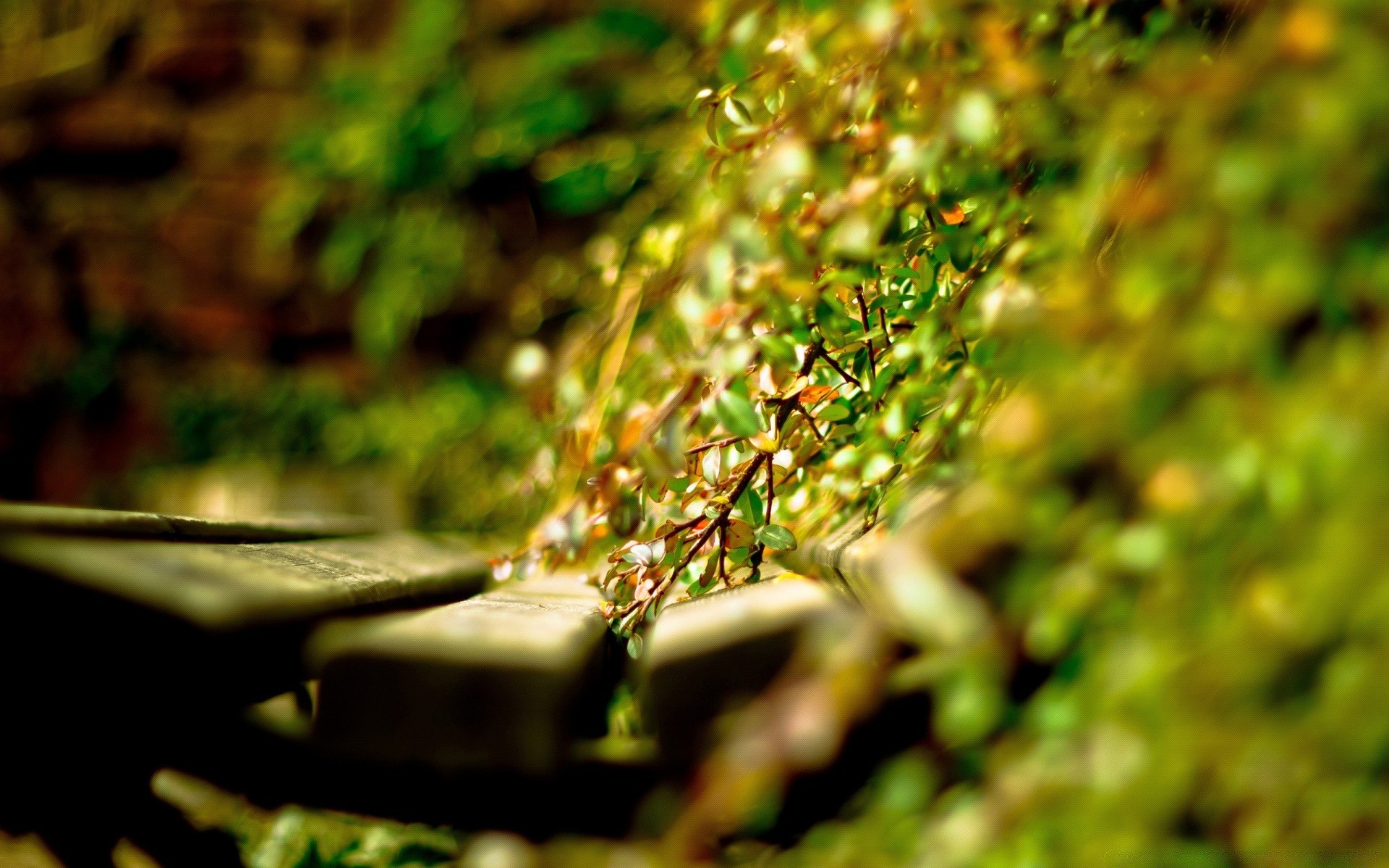 macro leaf nature blur outdoors wood summer