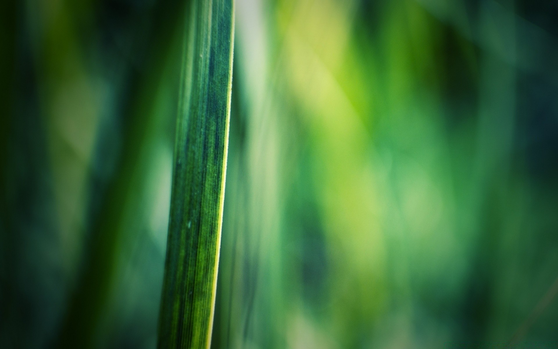 macro growth leaf flora dew nature blur rain garden grass drop summer