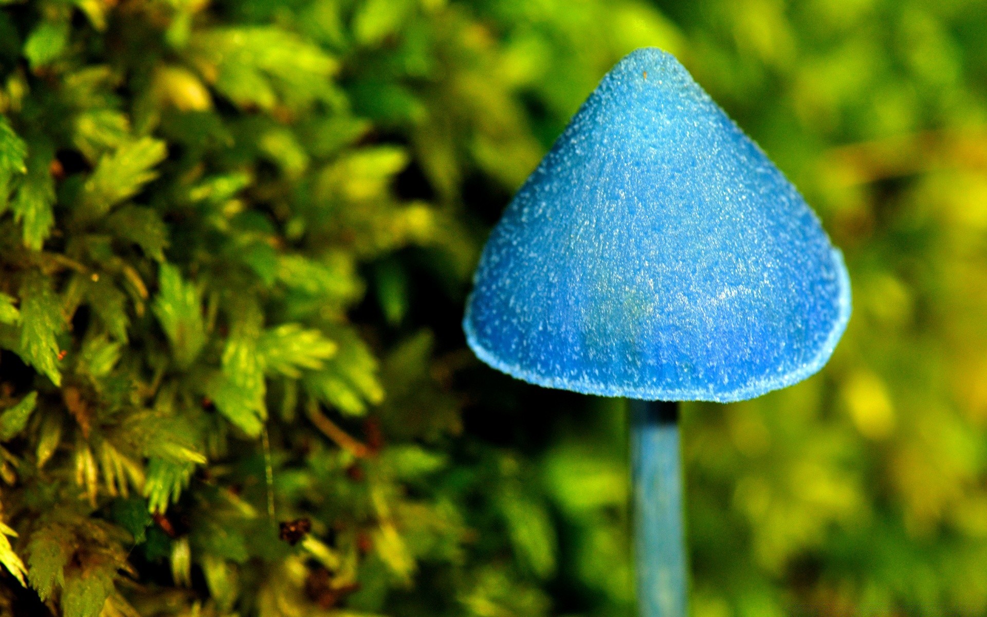 makroaufnahme natur flora blatt im freien sommer gras holz wachstum