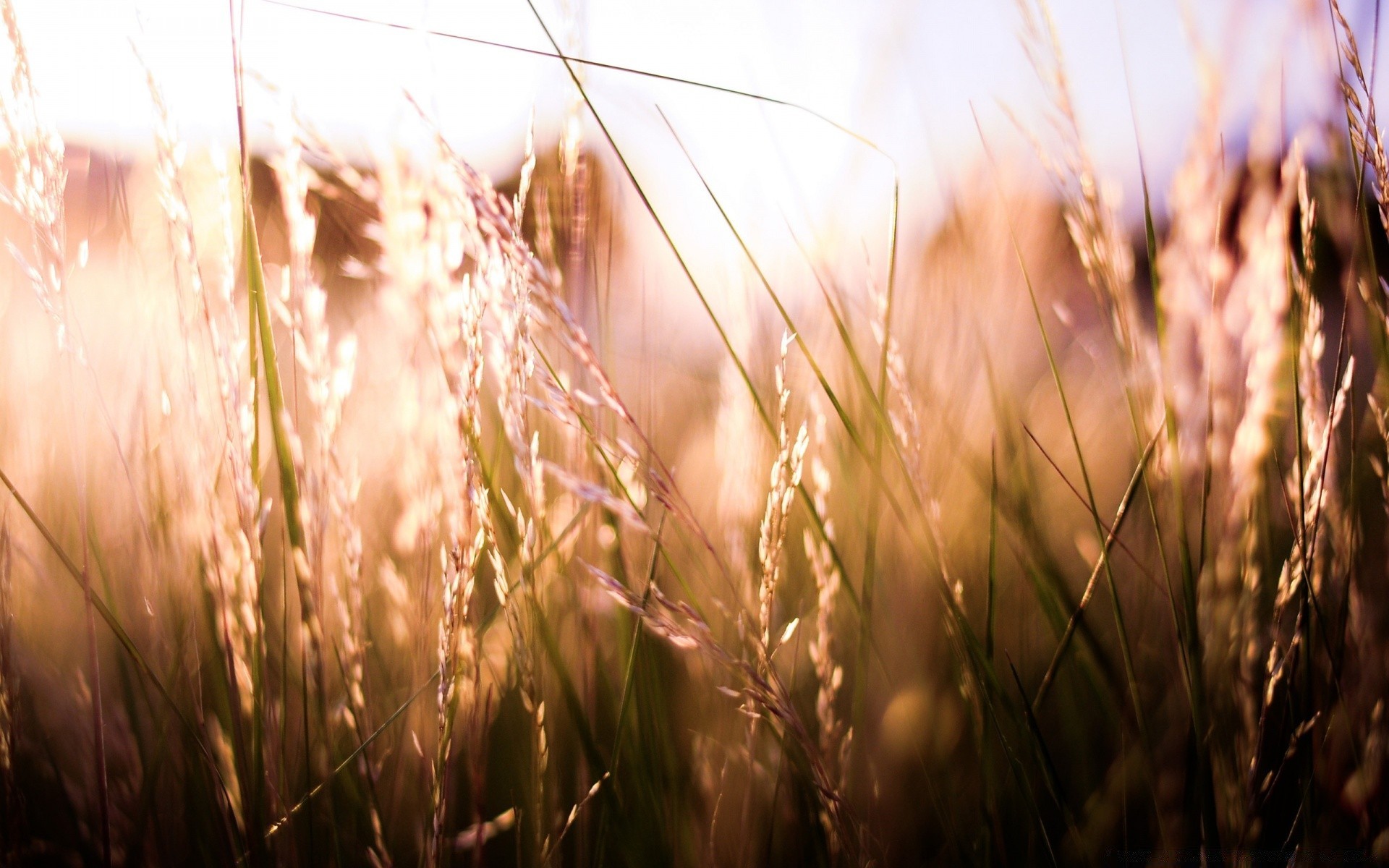 macro wheat cereal rural field pasture farm straw grass sun corn bread gold summer nature crop growth seed rye agriculture fair weather