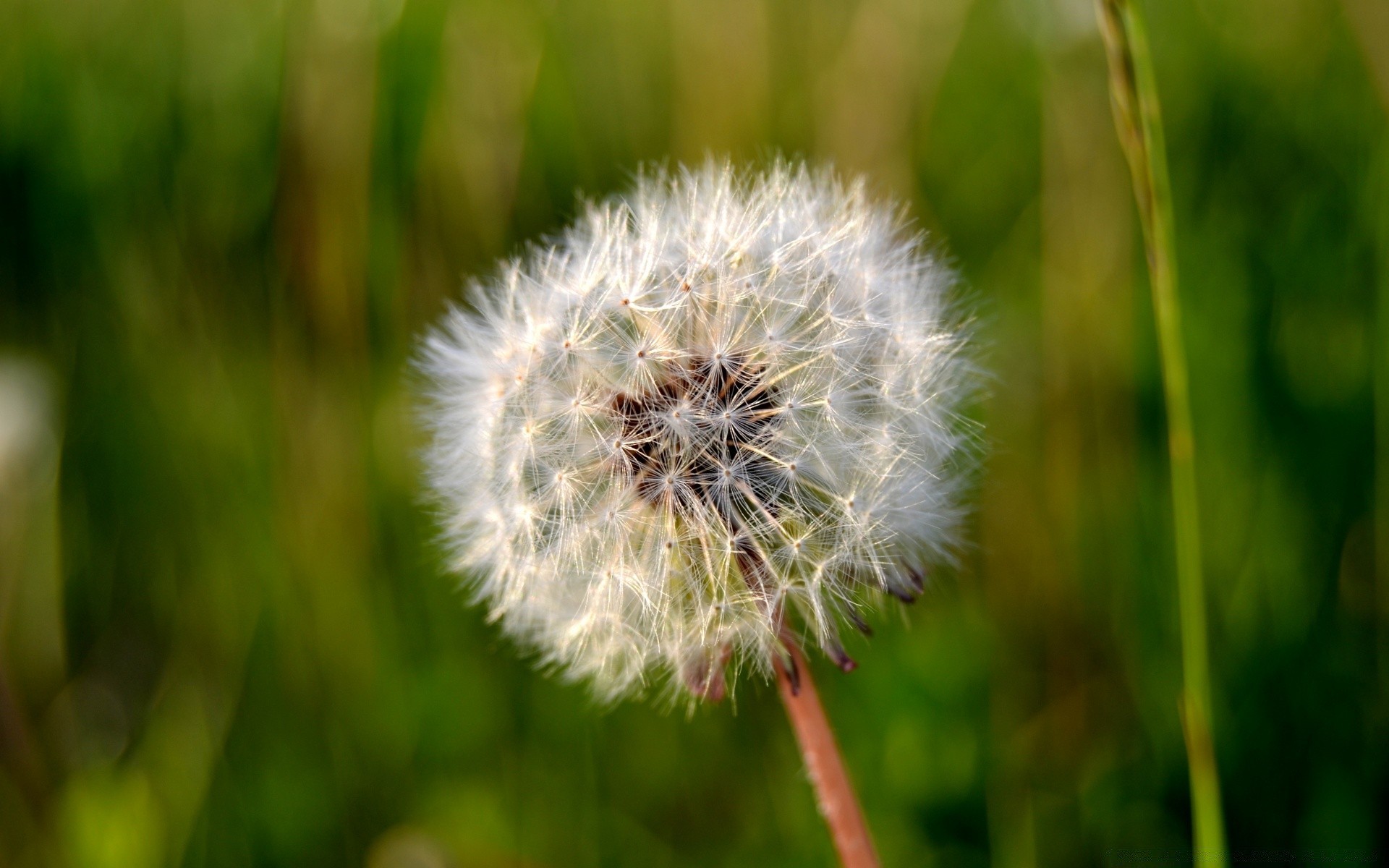 makrofotografia mniszek lekarski natura trawa flora lato kwiat sianokosy wzrost nasion na zewnątrz zbliżenie pole ogród puch chwastów środowiska delikatne