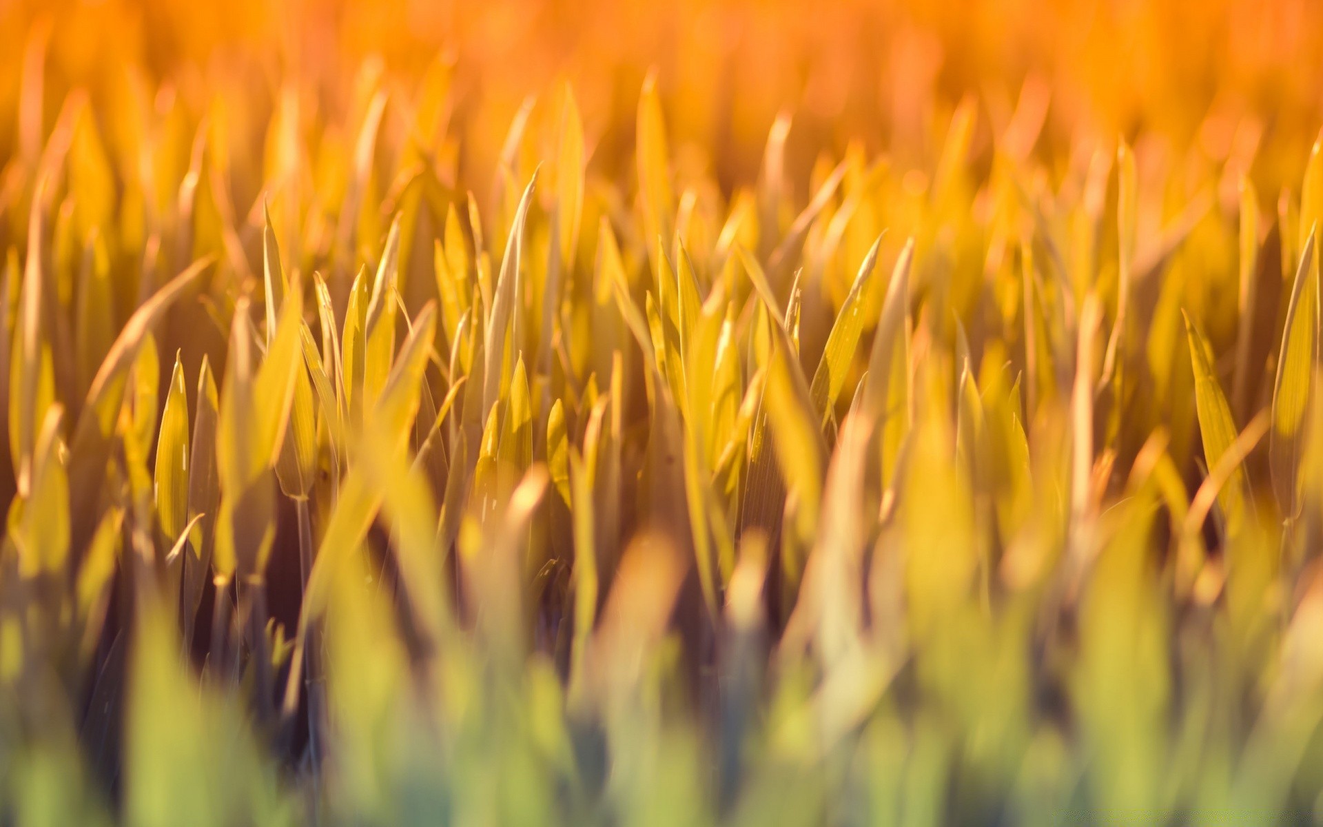 makro fotoğrafçılığı doğa büyüme flora açık havada alan yaz çimen tarım kırsal çiçek güneş parlak güzel havalarda bahçe tohum çiftlik